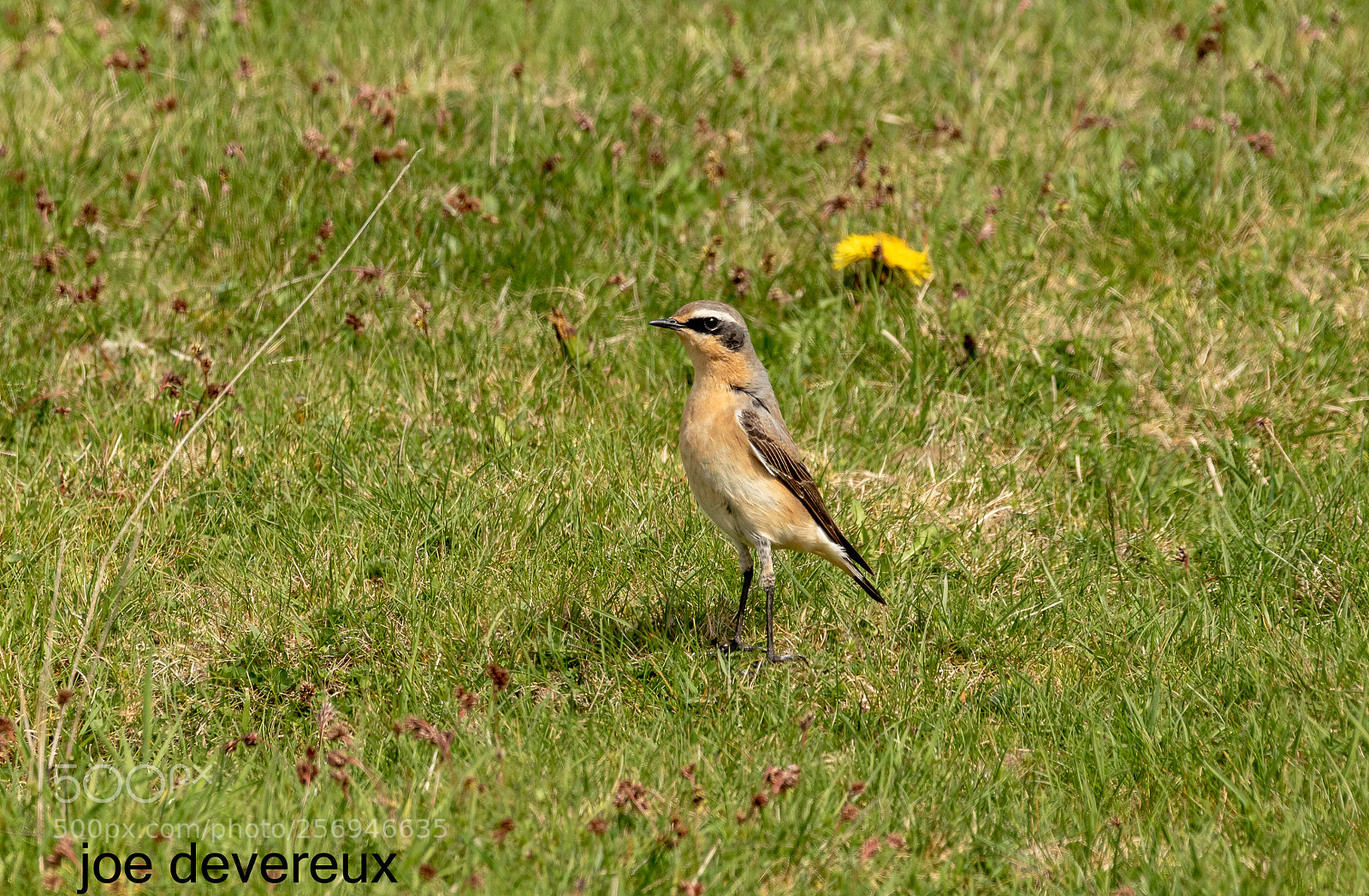 Canon EOS 7D Mark II sample photo. Wheatear photography