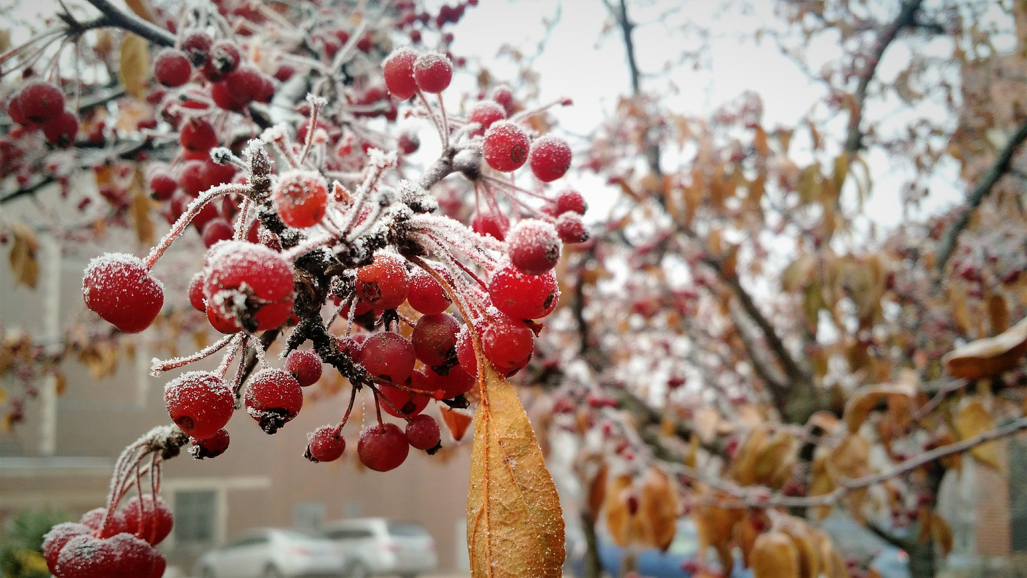 Motorola Moto X (2nd Gen) sample photo. Frost on berries photography
