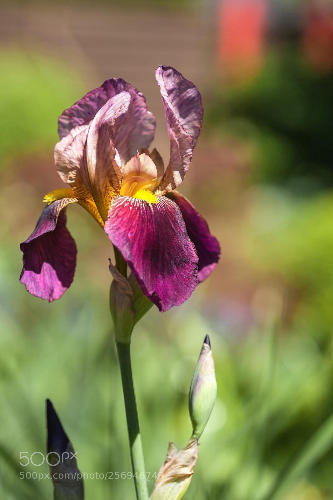Canon EOS 5D Mark II sample photo. Iris_no_4 photography