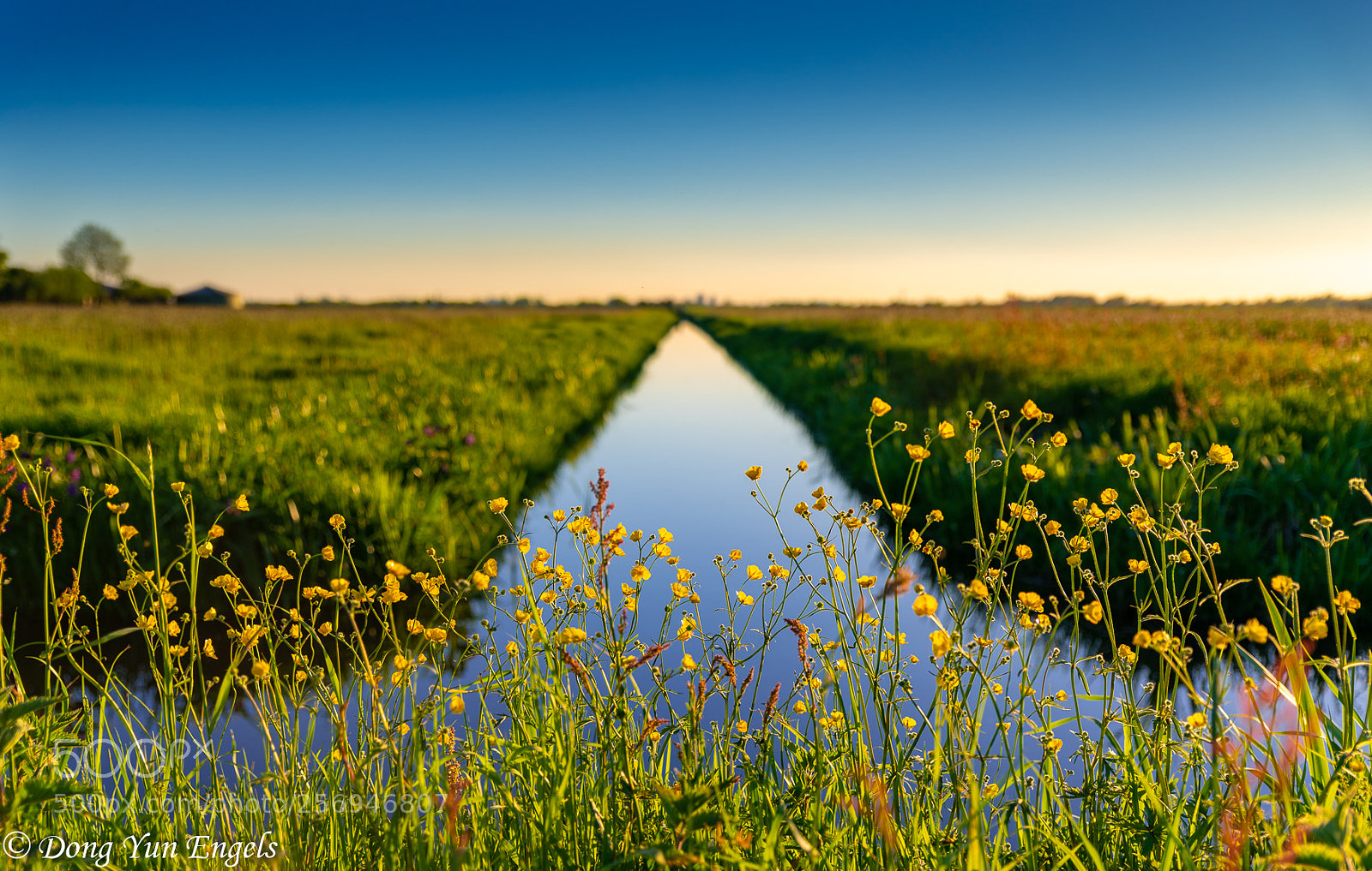 Nikon D750 sample photo. Grasslands vlietlanden photography
