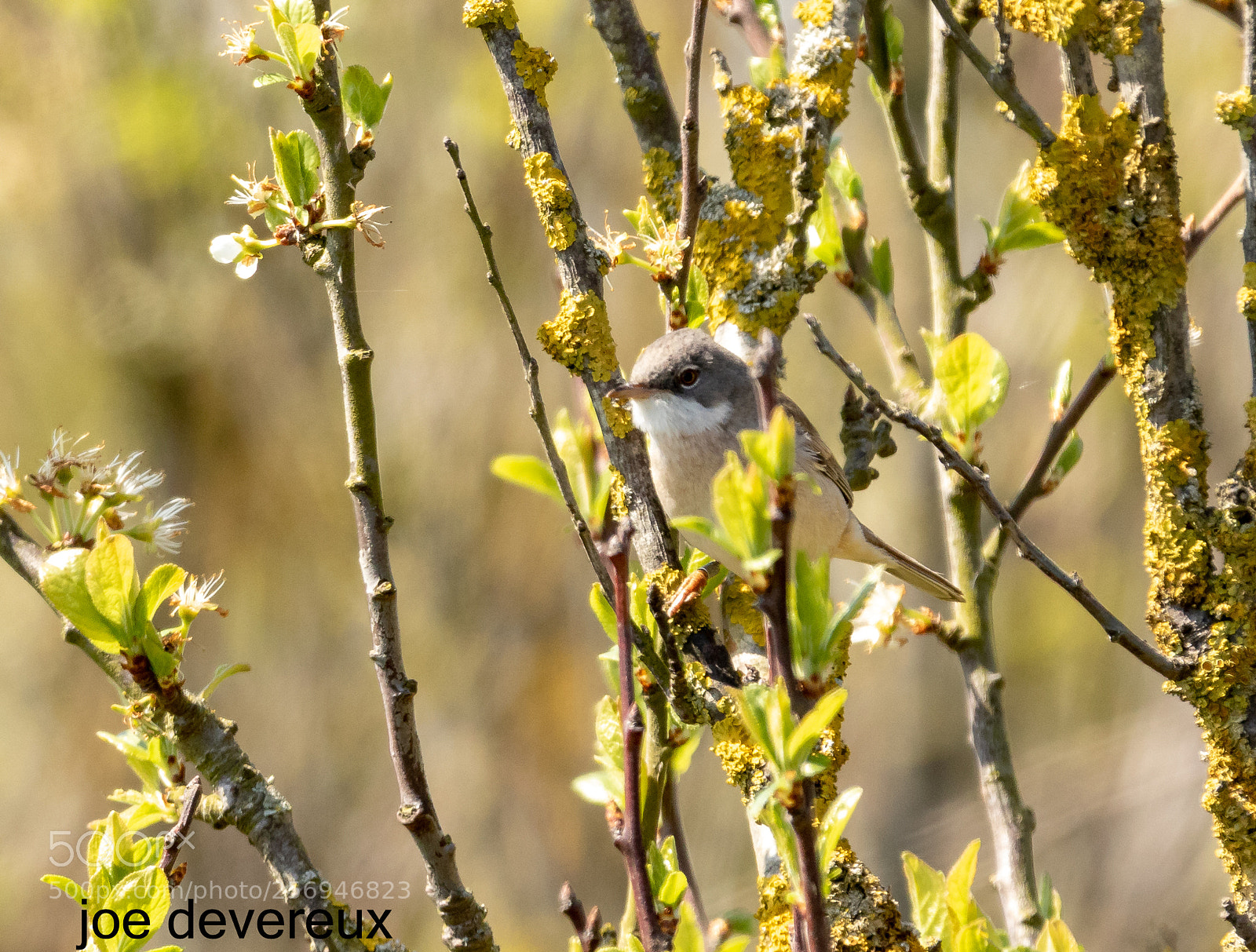 Canon EOS 7D Mark II sample photo. Whitethroat photography
