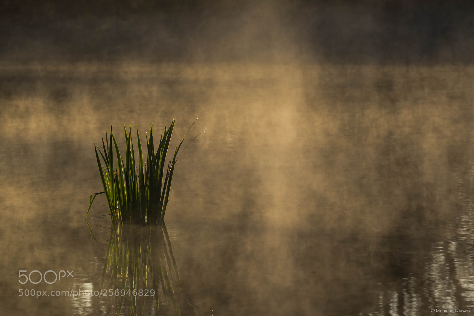 Nikon D600 sample photo. Golden morning photography