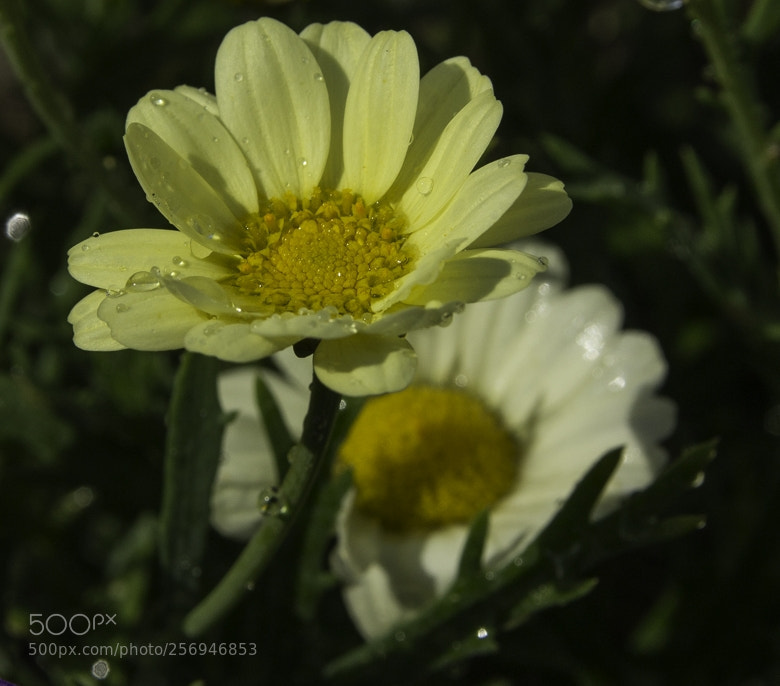 Canon EOS 1200D (EOS Rebel T5 / EOS Kiss X70 / EOS Hi) sample photo. Blossom photography