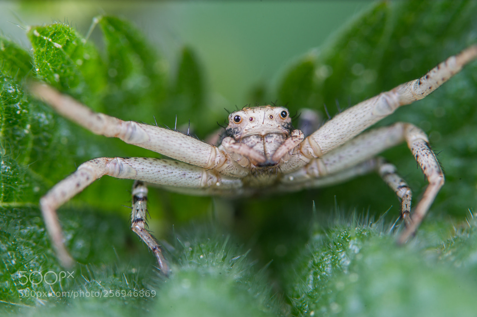 Sony a99 II sample photo. Crab spider photography
