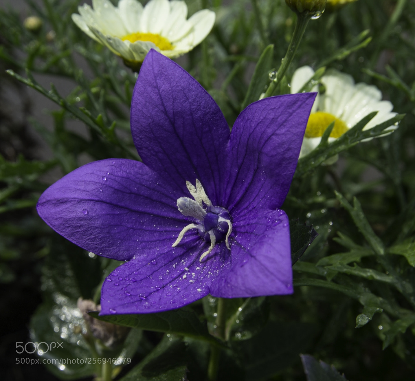 Canon EOS 1200D (EOS Rebel T5 / EOS Kiss X70 / EOS Hi) sample photo. Blossom photography