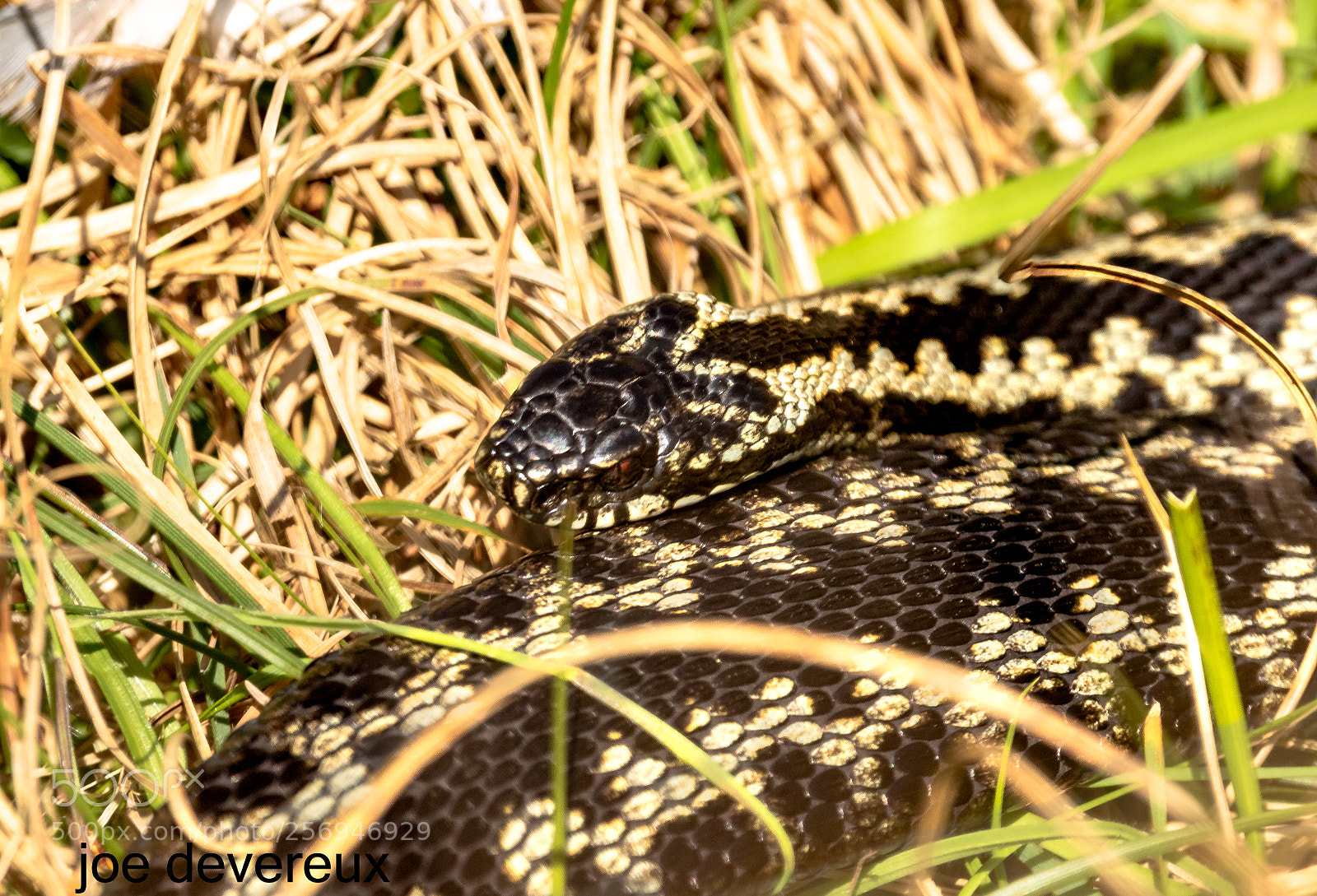 Canon EOS 7D Mark II sample photo. Adder photography