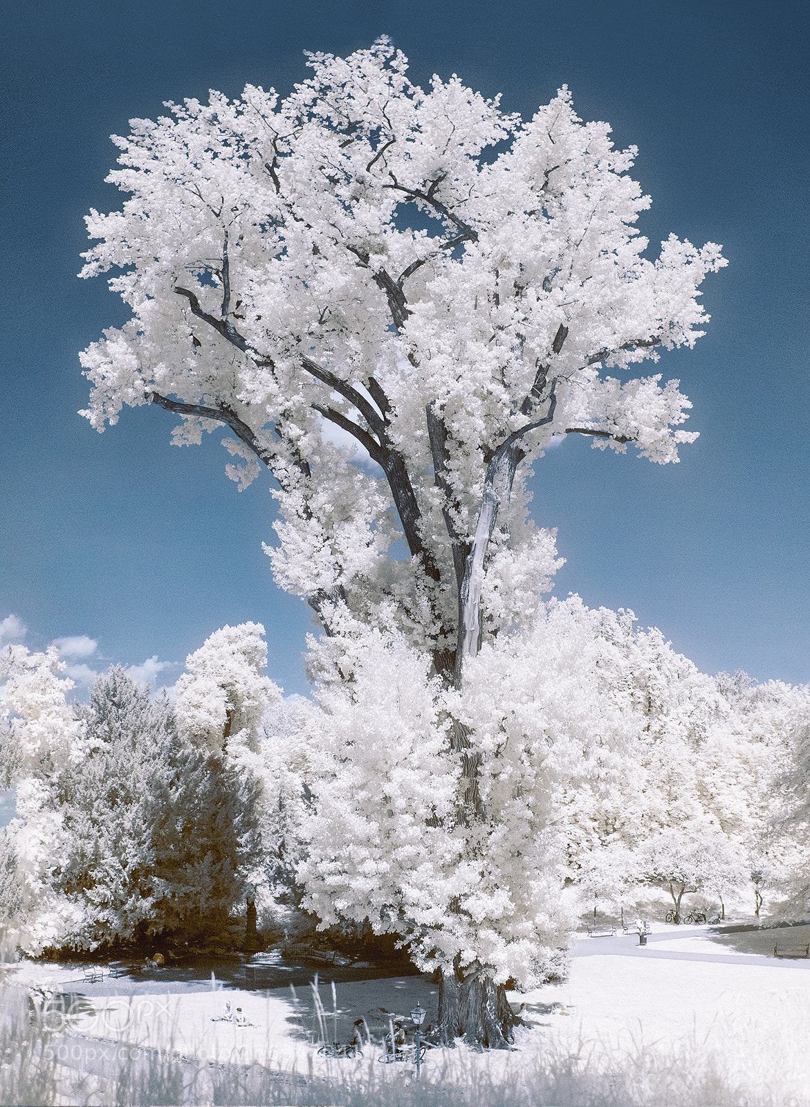 Olympus OM-D E-M10 II sample photo. Infrared photography