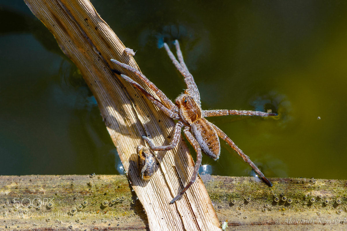 Nikon D610 sample photo. ... photography