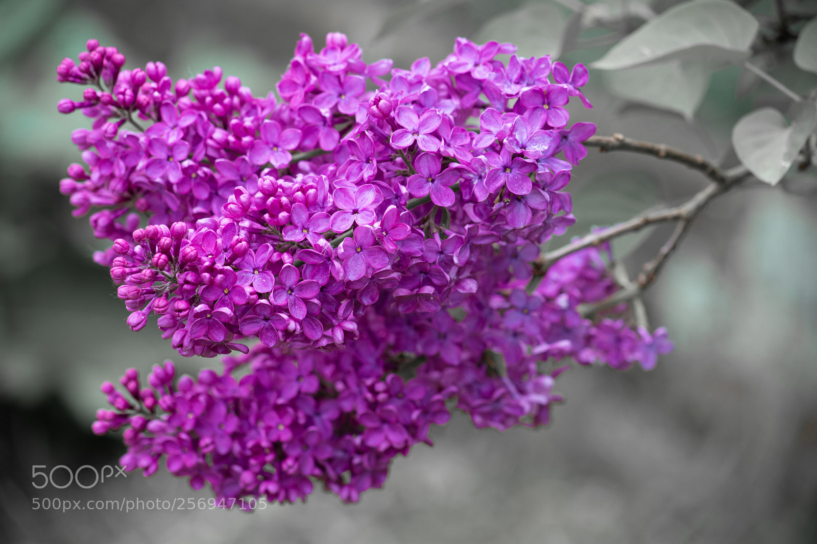 Nikon D5200 sample photo. 1-48.jpg photography