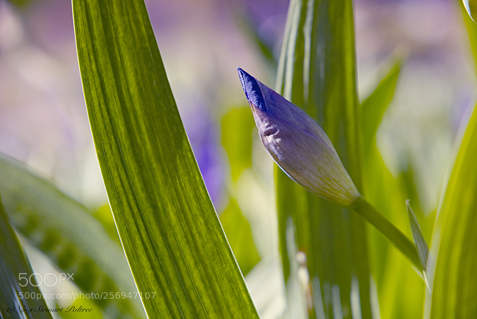 Canon EOS 6D sample photo. Flower time photography