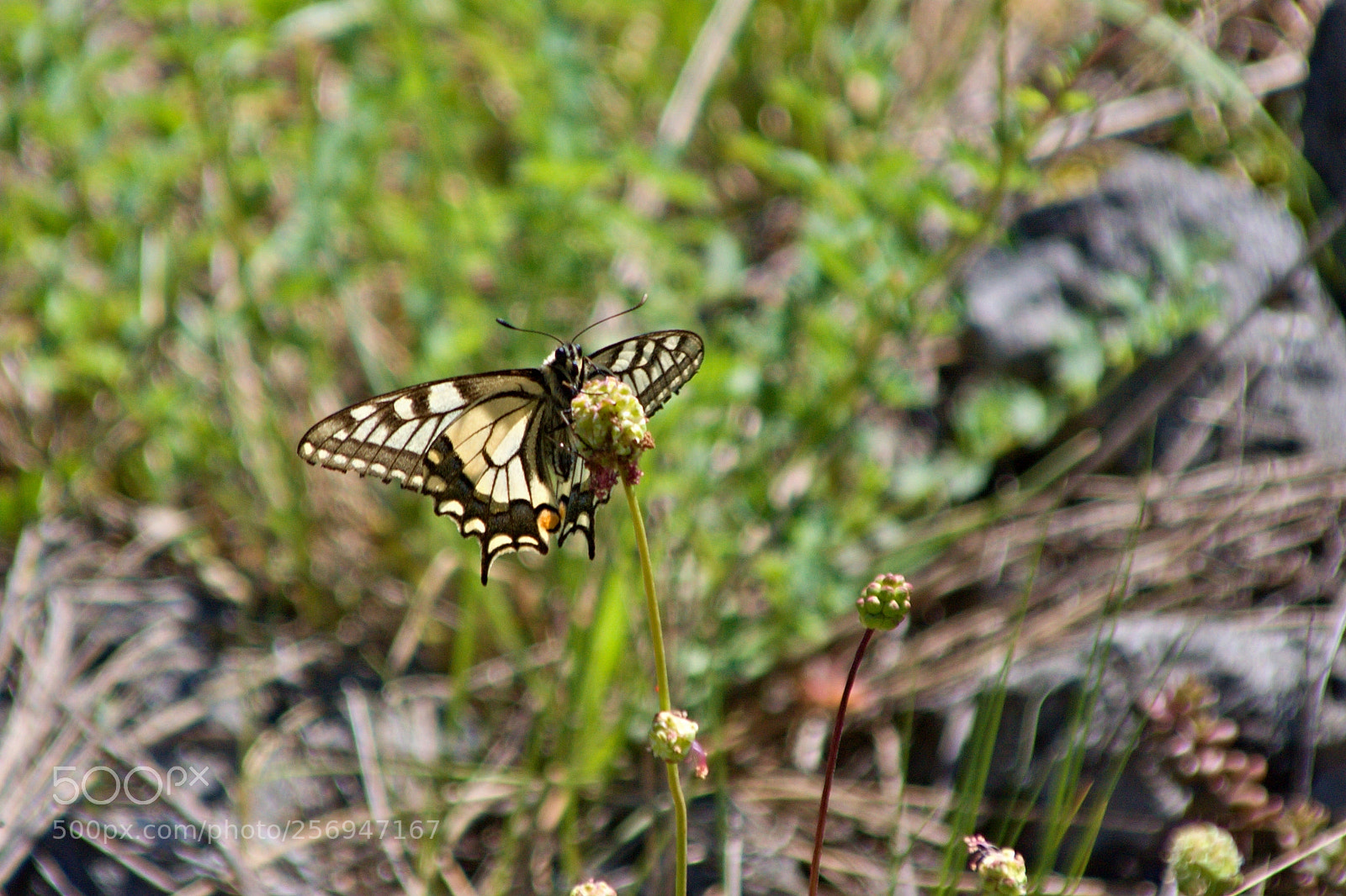 Canon EOS 50D sample photo. Papilio machaon linnaeus, 1758 photography