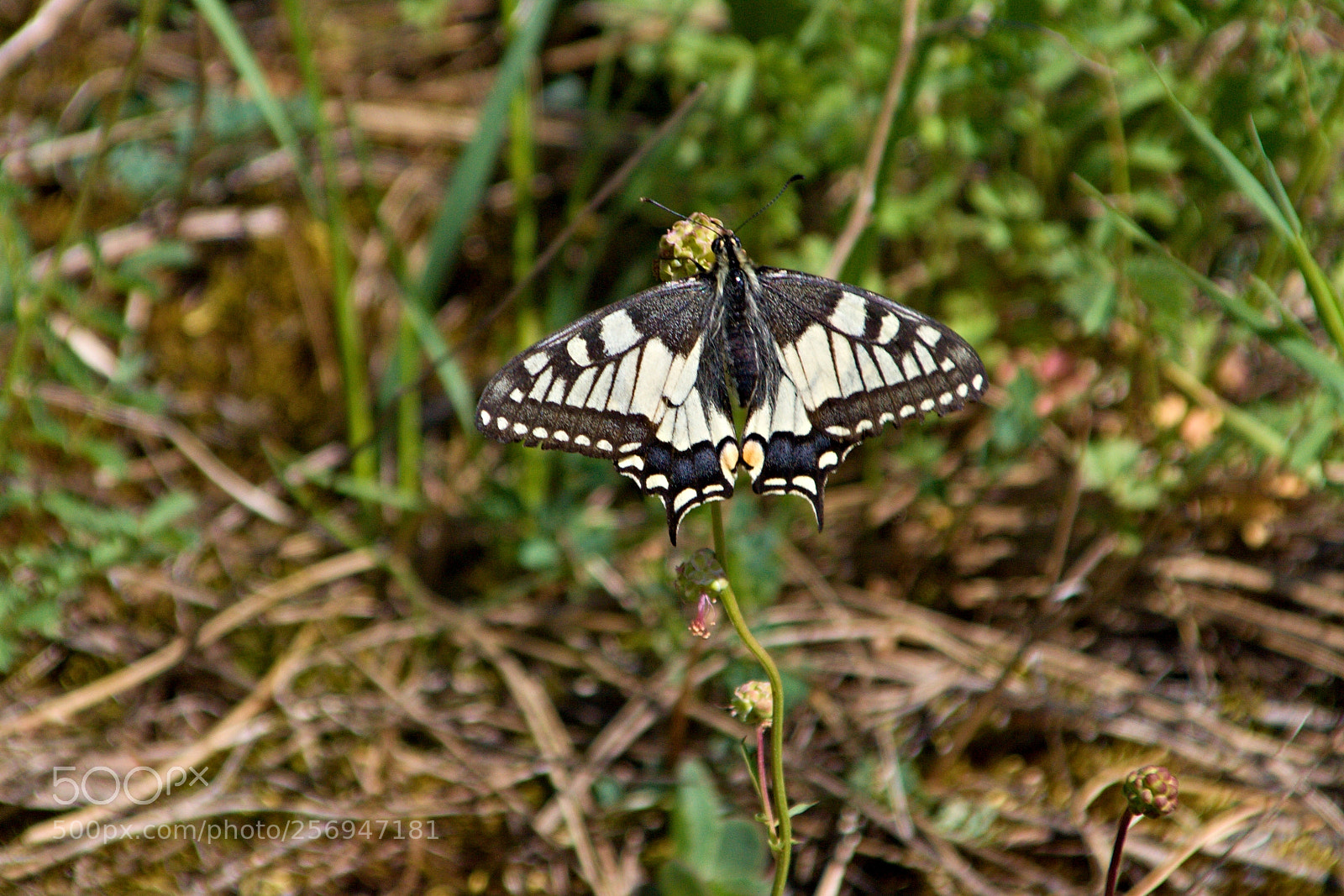 Canon EOS 50D sample photo. Papilio machaon linnaeus, 1758 photography
