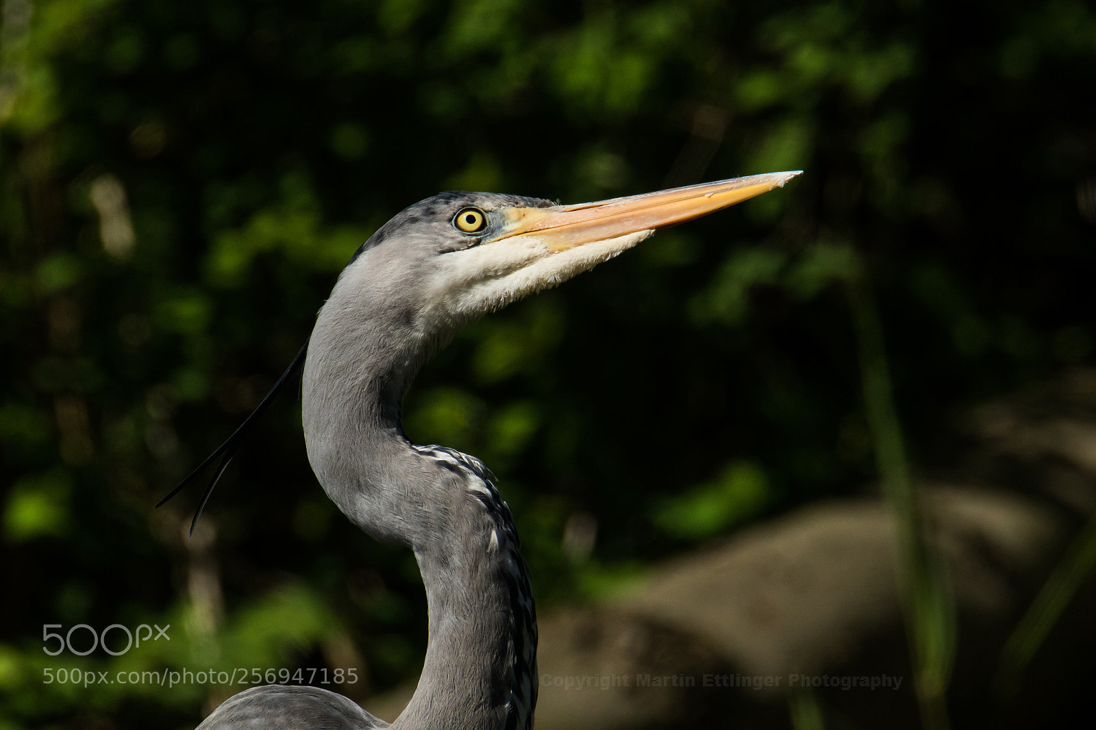 Canon EOS 7D Mark II sample photo. Grey heron ardea cinerea photography