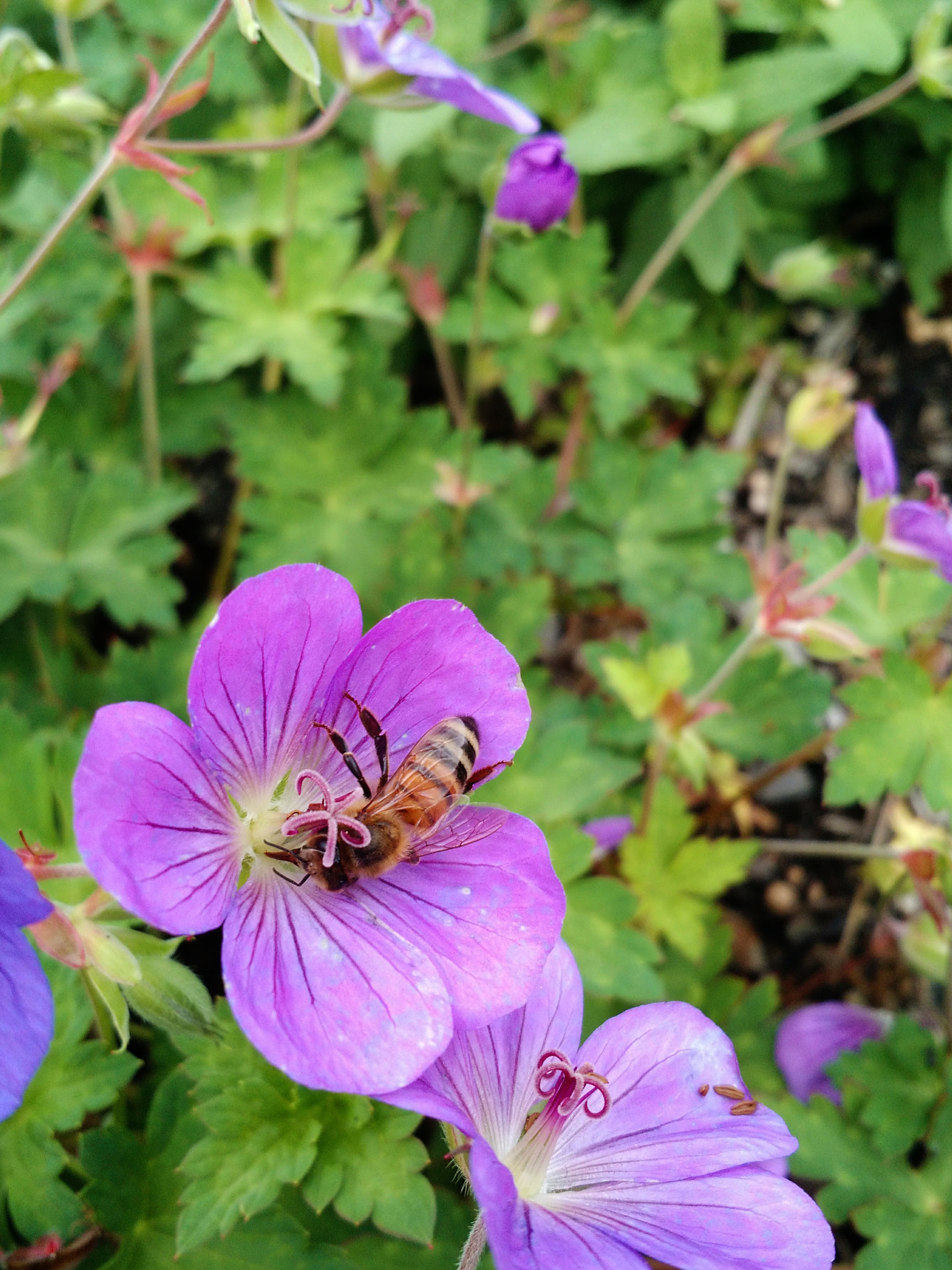 Motorola Moto X (2nd Gen) sample photo. Bee photography
