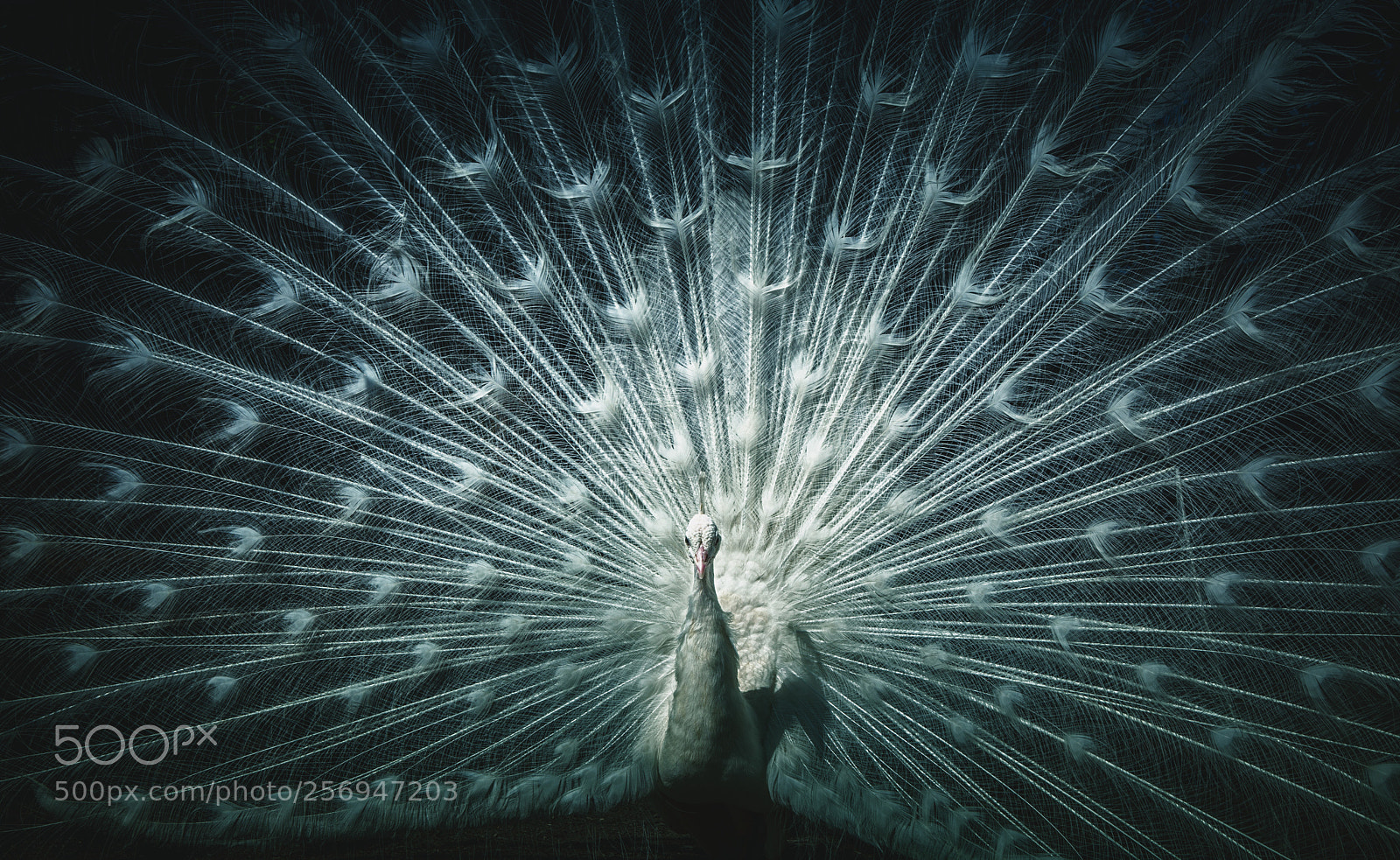 Canon EOS 5D Mark II sample photo. White peacock photography