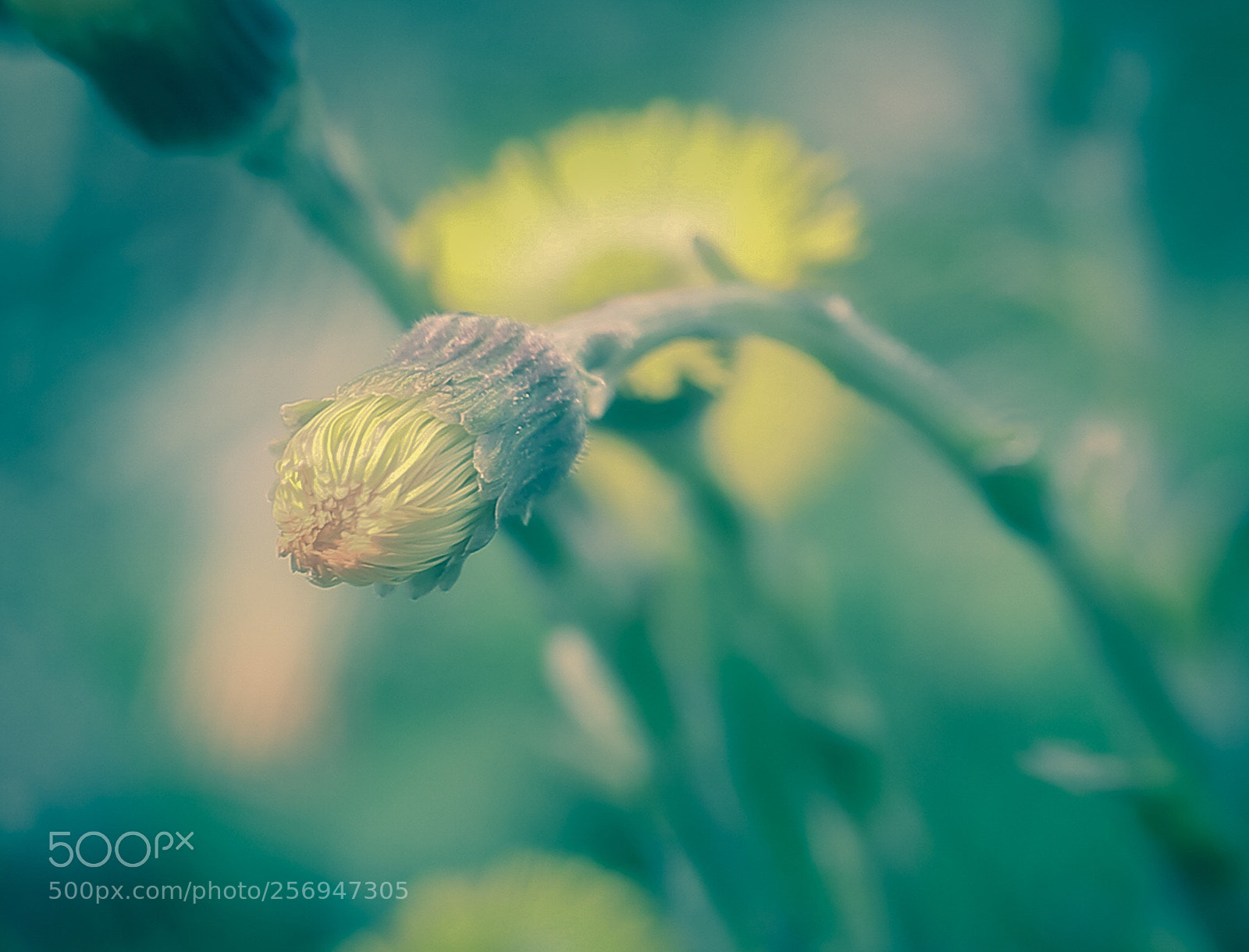 Canon EOS 6D sample photo. The awakening of nature. photography