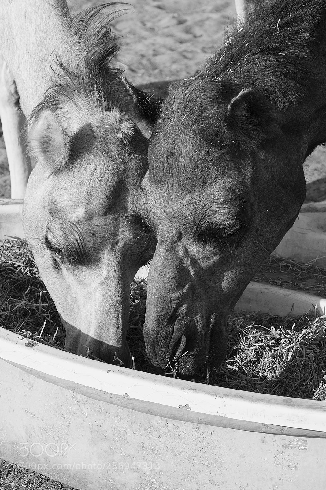 Canon EOS 80D sample photo. Camels photography
