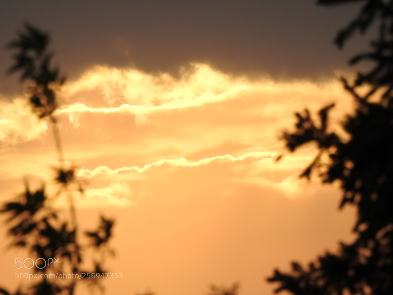 Nikon Coolpix P900 sample photo. Sunn... photography