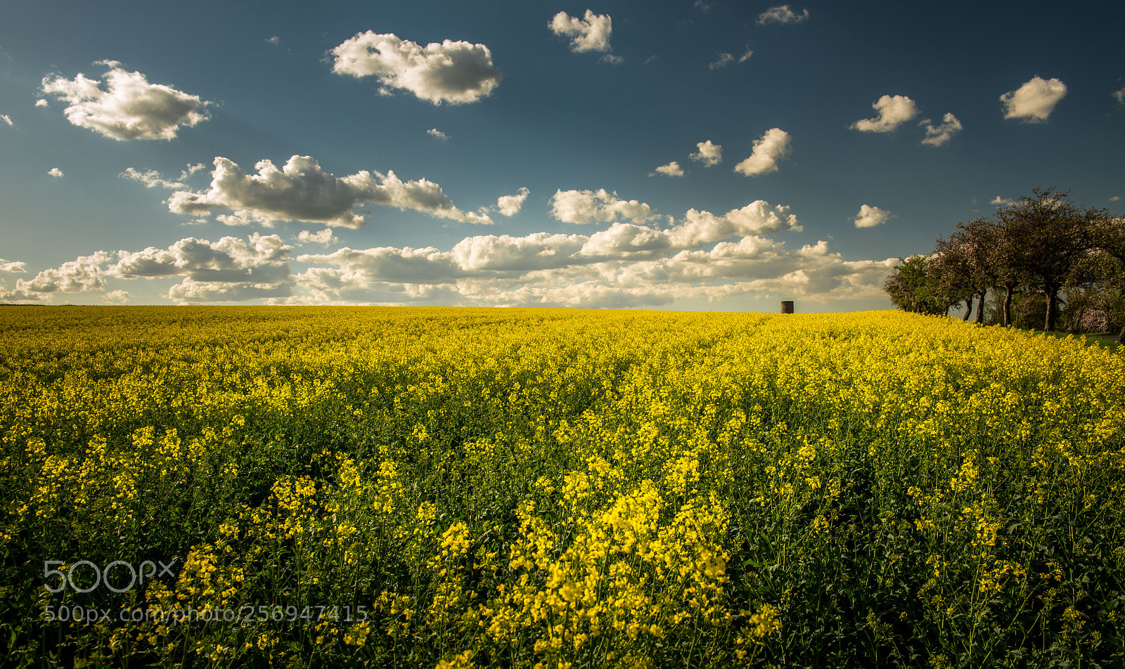 Nikon D800 sample photo. Řepka photography