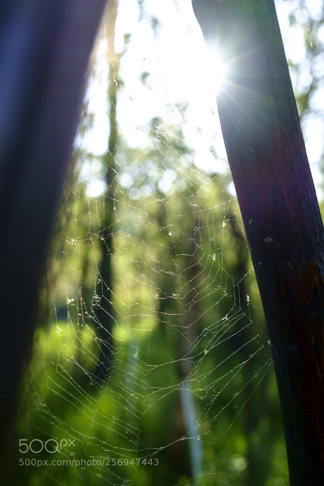 Fujifilm X-Pro1 sample photo. Spider web photography