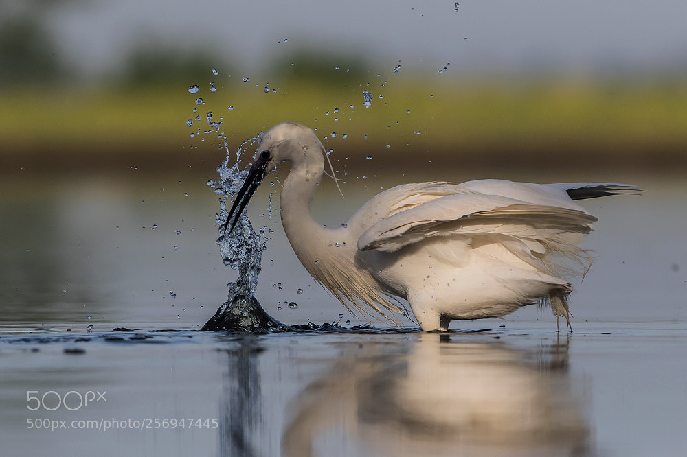 Canon EOS 7D Mark II sample photo. Sweet little egret photography