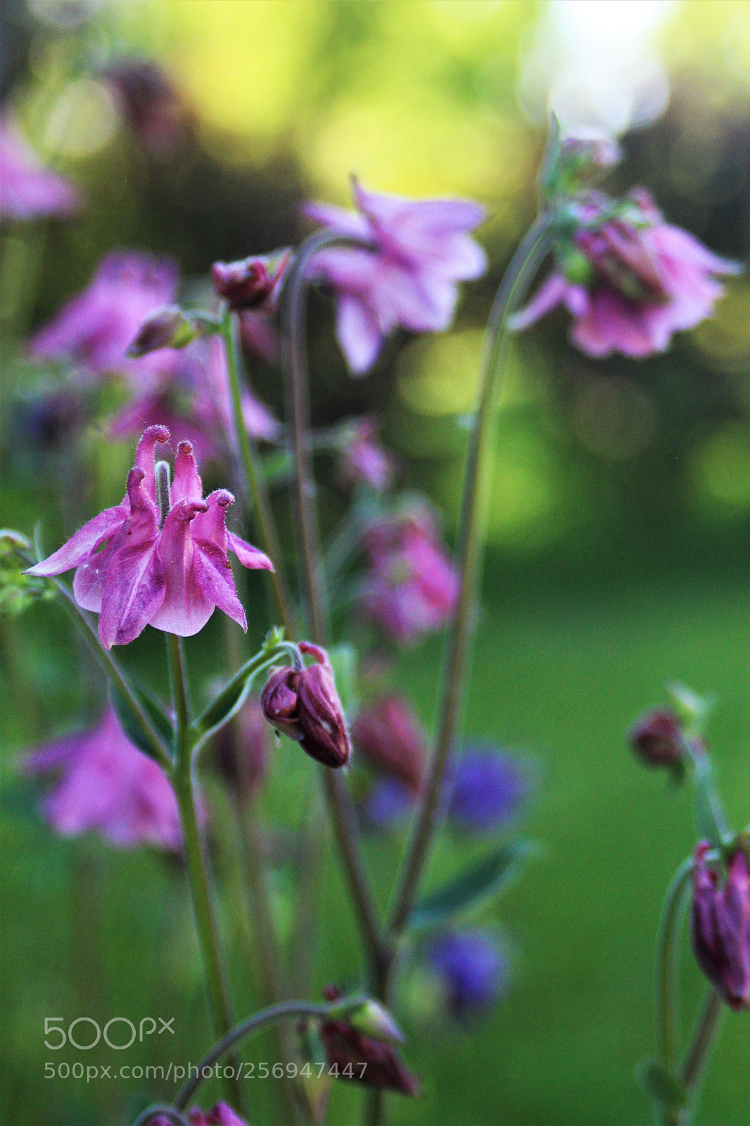 Canon EOS 1200D (EOS Rebel T5 / EOS Kiss X70 / EOS Hi) sample photo. Violet little swans photography
