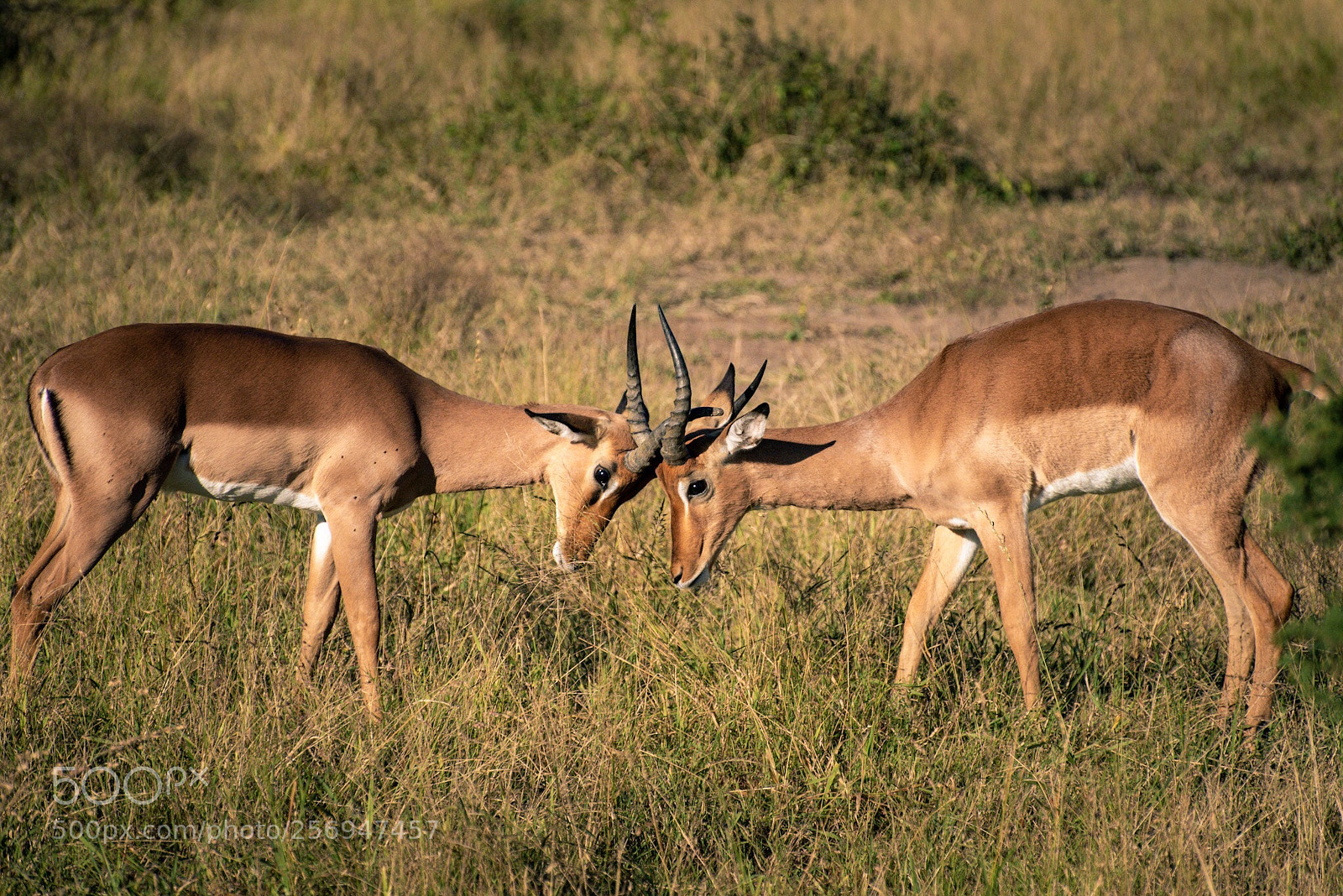 Nikon D750 sample photo. Fight for dominance photography