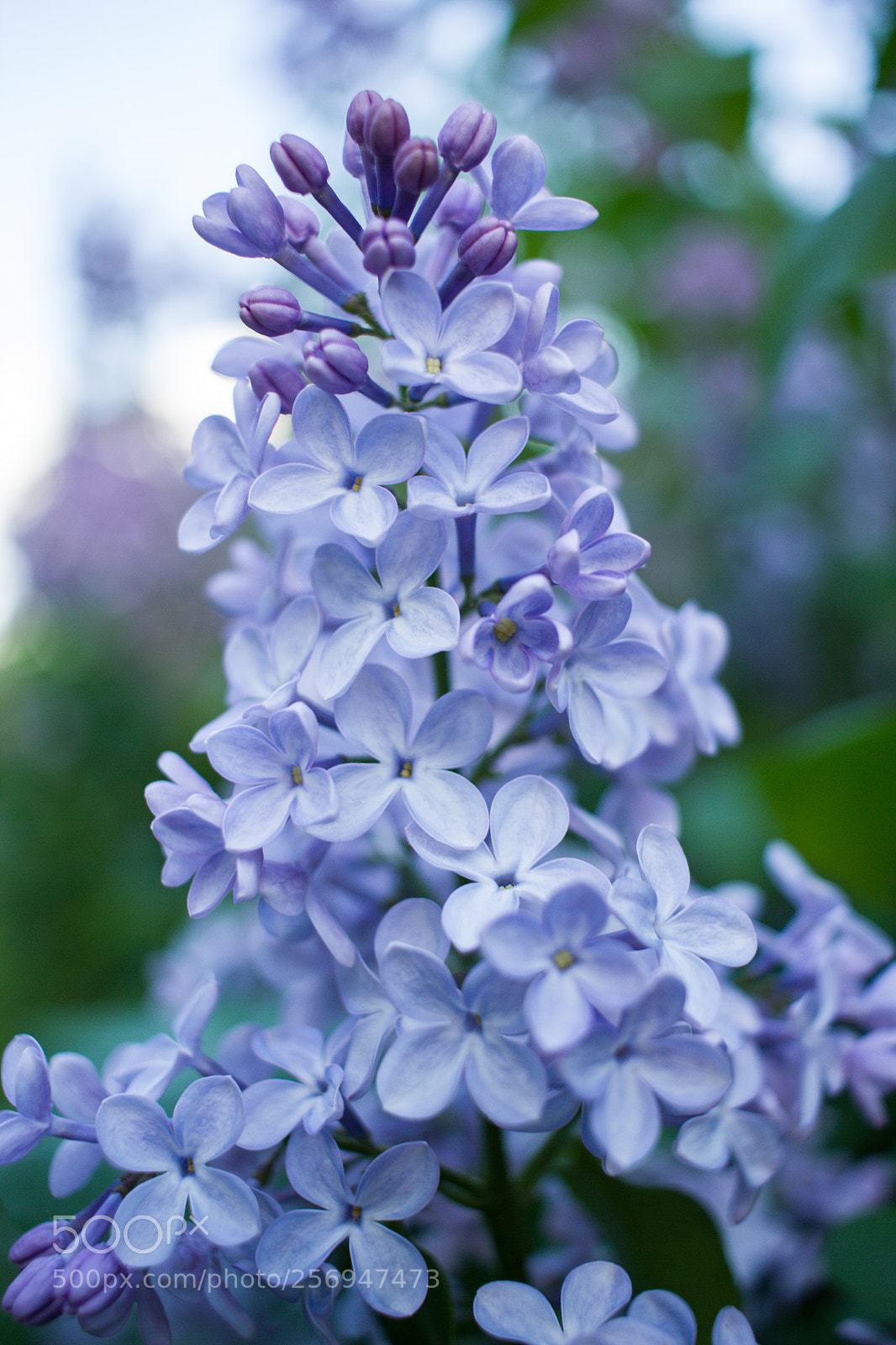 Canon EOS 550D (EOS Rebel T2i / EOS Kiss X4) sample photo. Lilac photography