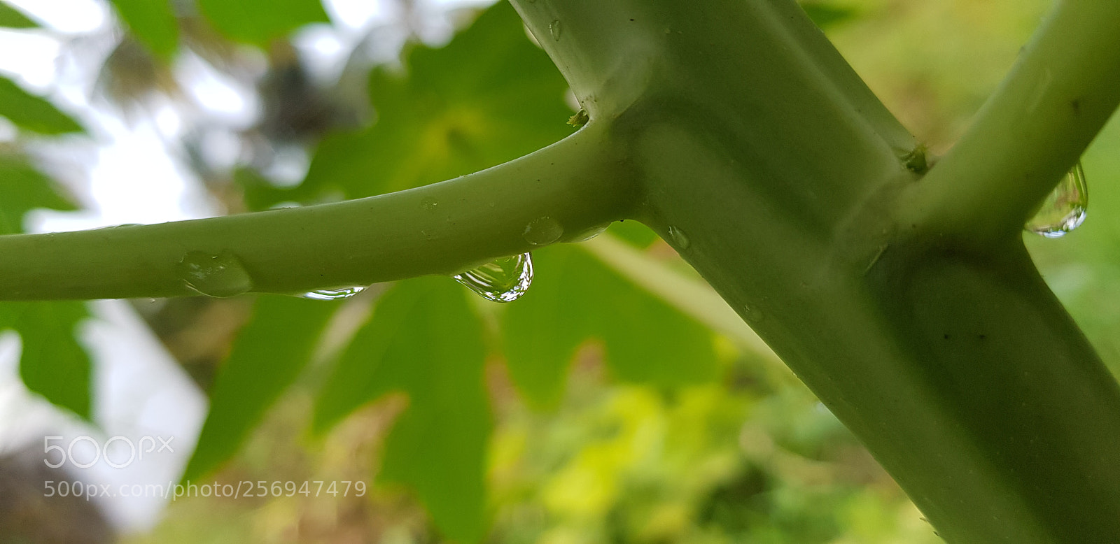 Samsung Galaxy S8+ sample photo. Untitled photography