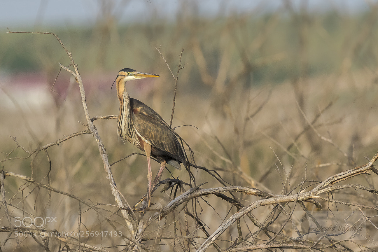 Canon EOS 7D Mark II sample photo. Garza imperial (ardea purpurea) photography