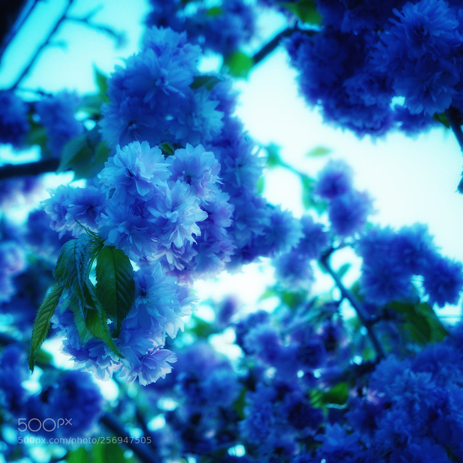 Sony a6000 sample photo. Spring #2 photography