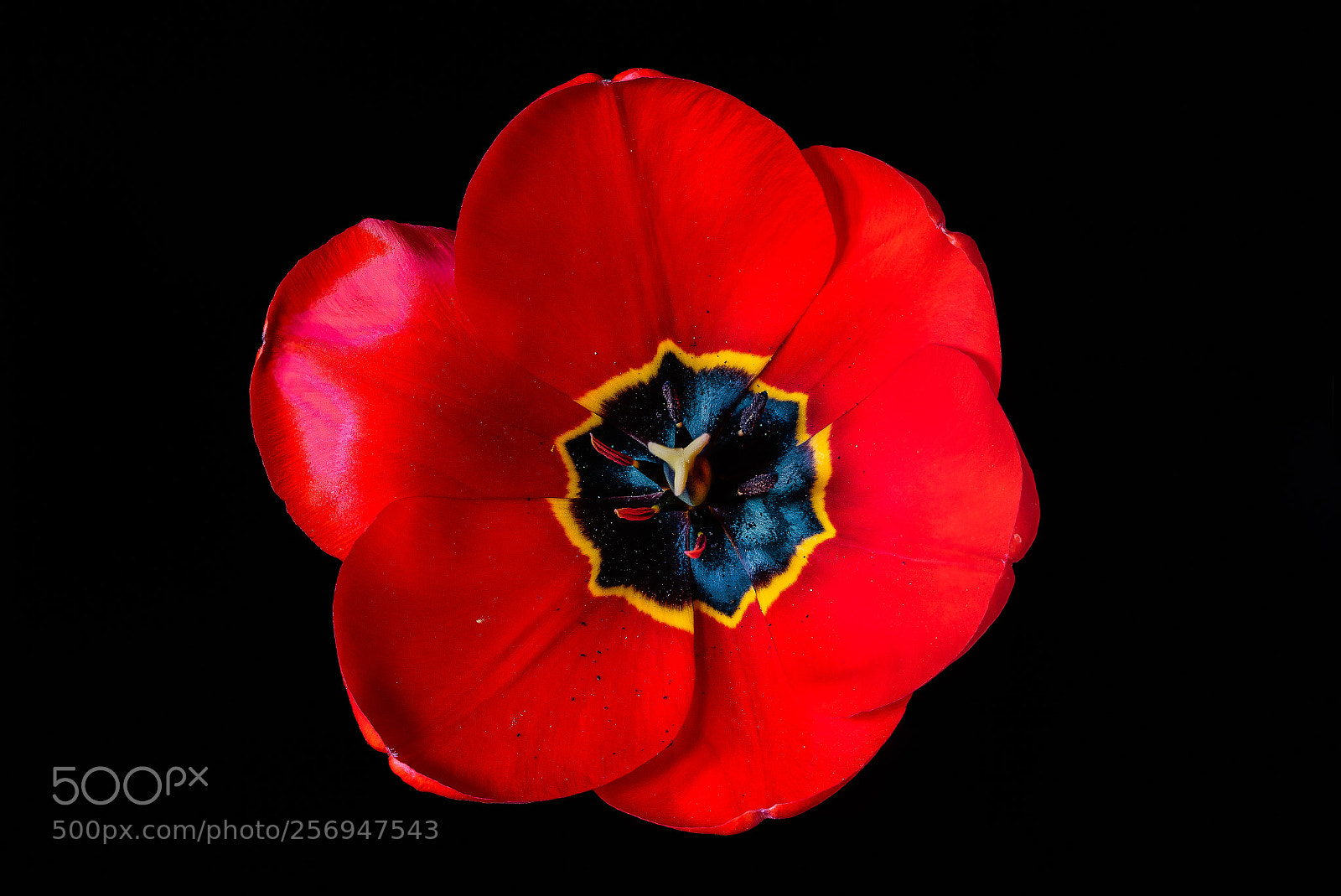 Canon EOS 7D Mark II sample photo. Red beauty photography