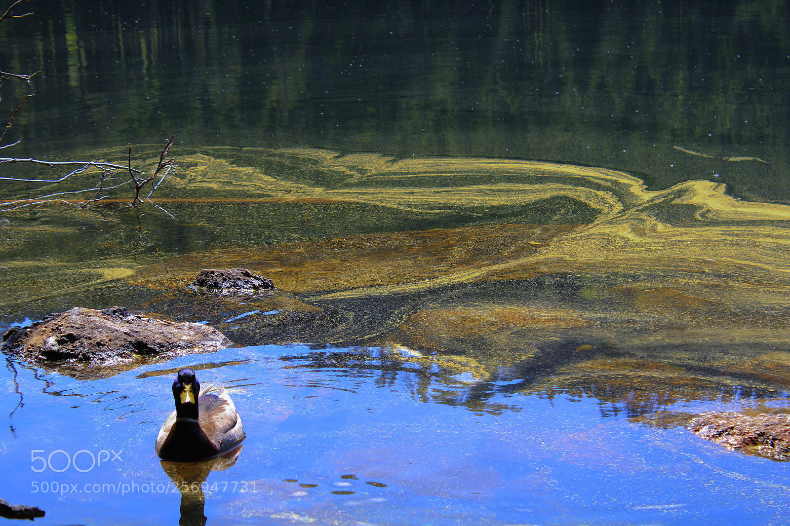 Canon EOS 1200D (EOS Rebel T5 / EOS Kiss X70 / EOS Hi) sample photo. Black lake photography