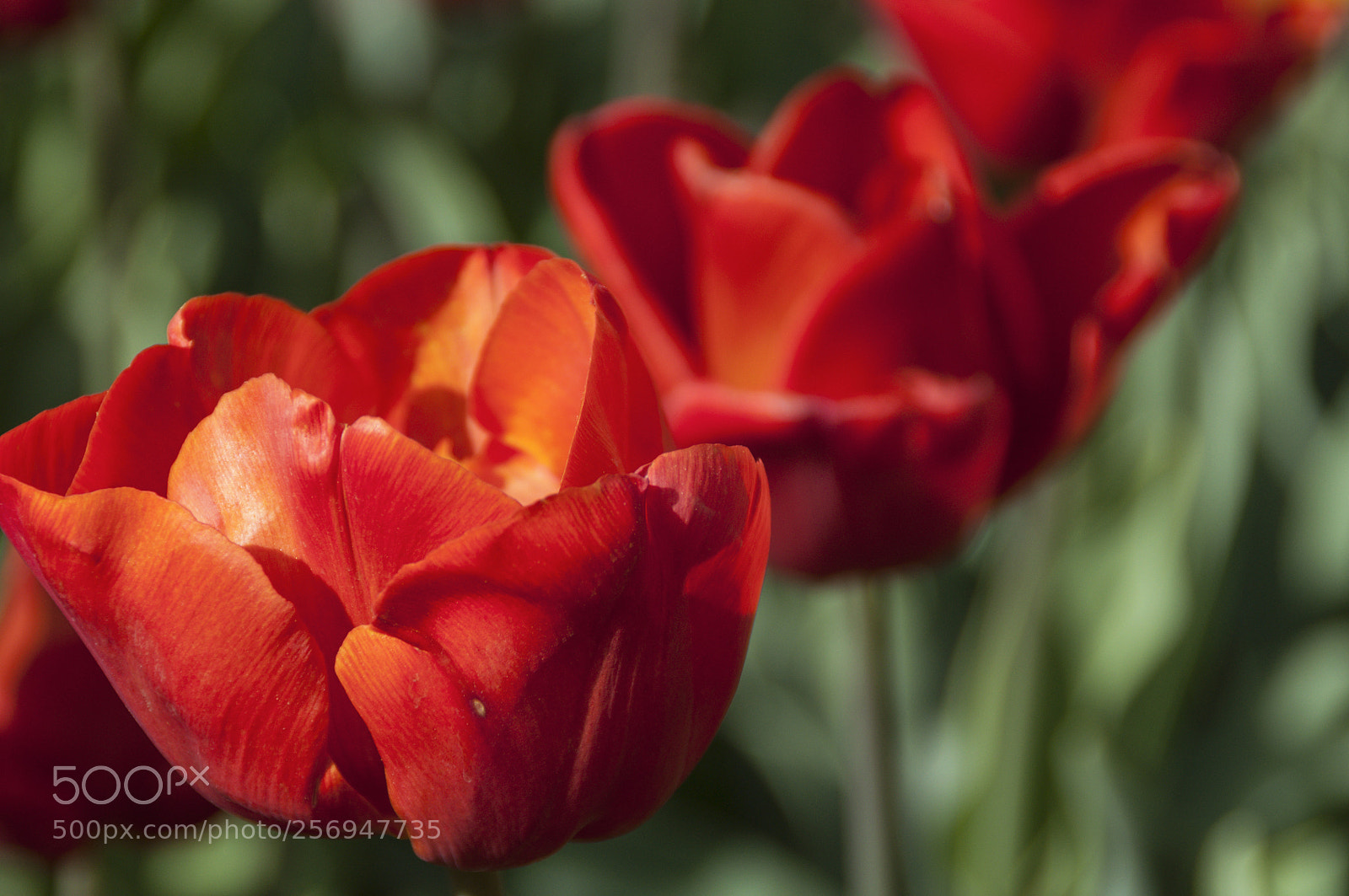 Nikon D90 sample photo. Madrid 78 photography
