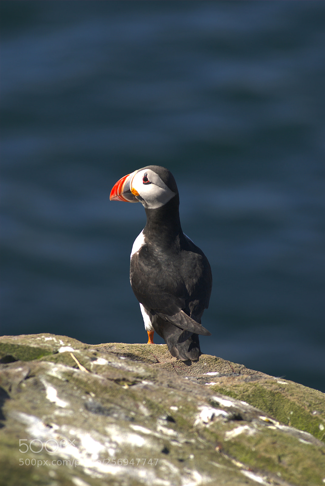 Nikon D80 sample photo. Puffin photography