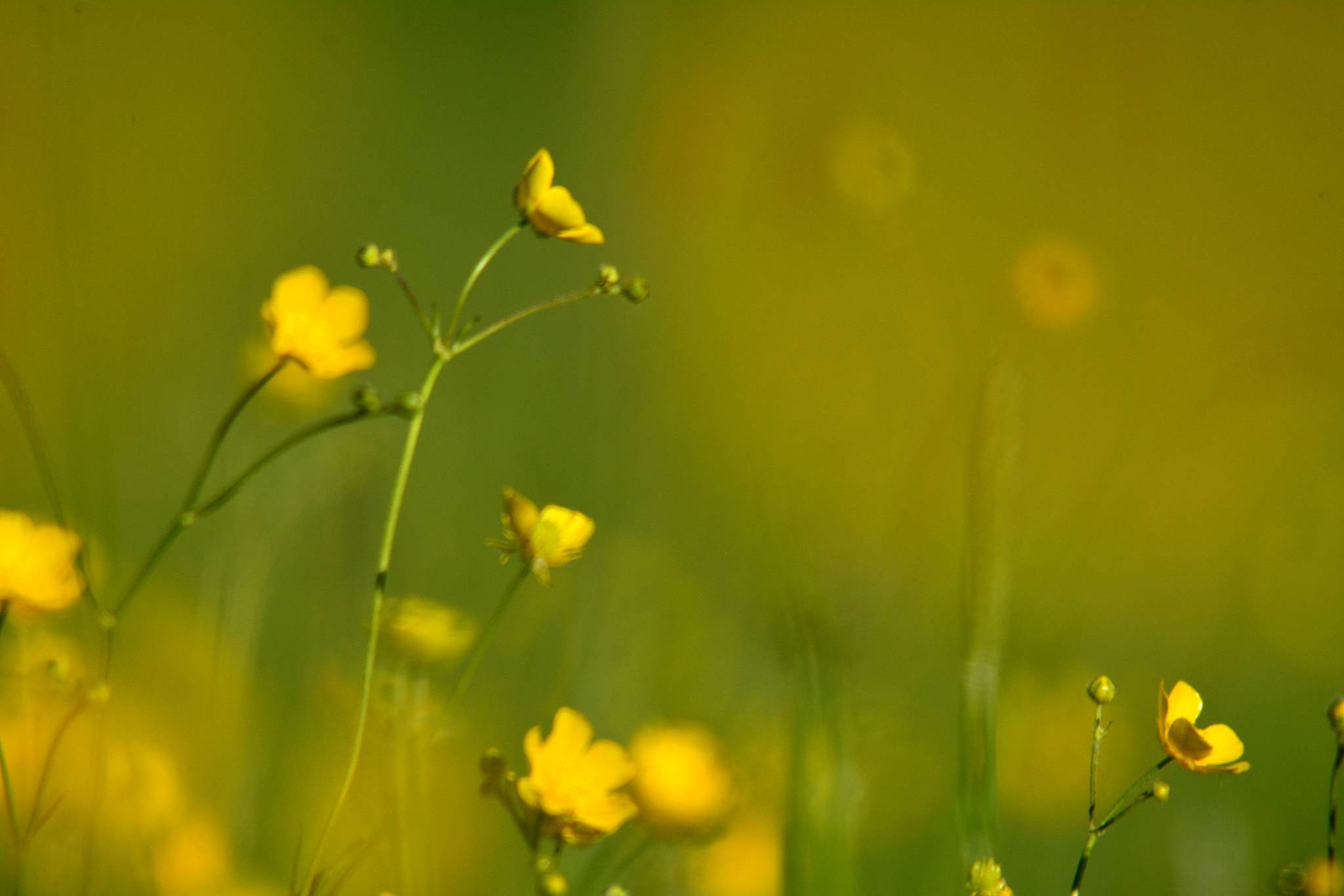 Nikon D7100 + Sigma 150-500mm F5-6.3 DG OS HSM sample photo. Yellow and green photography