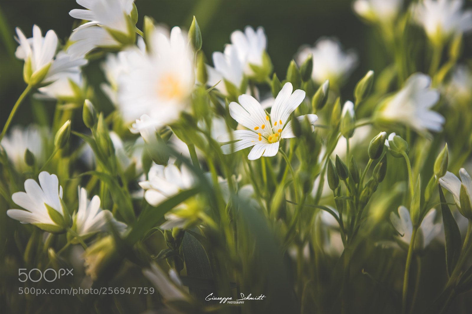 Canon EOS 80D sample photo. Grove windflower photography