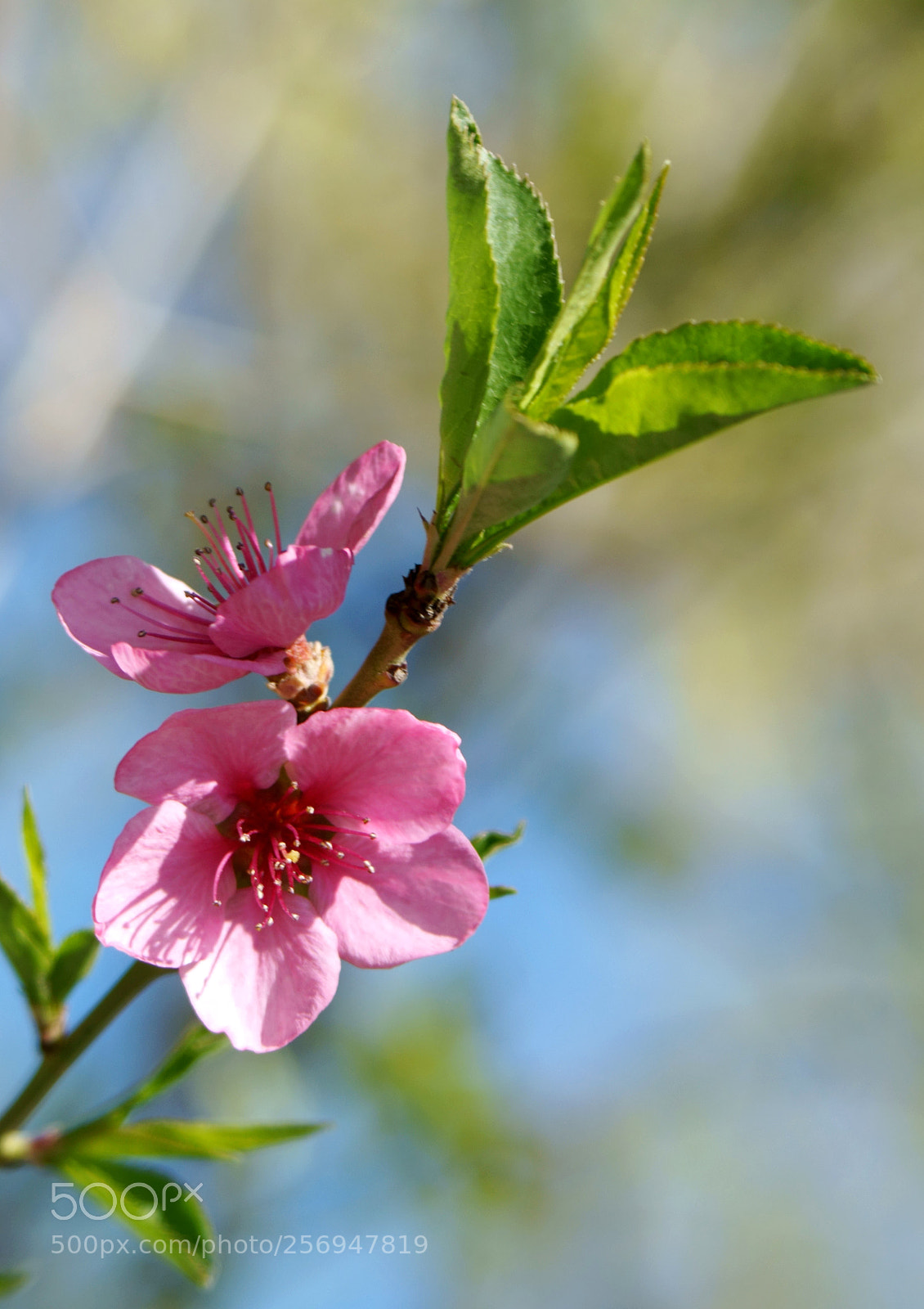 Sony SLT-A58 sample photo. Peach flowers photography