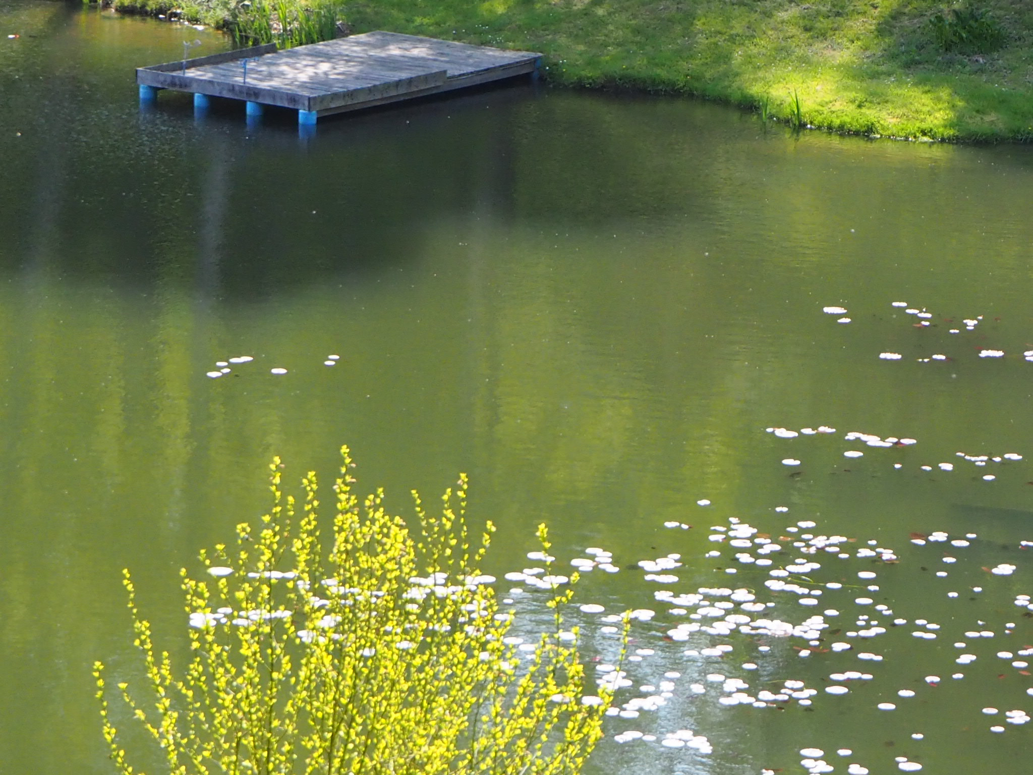 Olympus PEN E-PL9 sample photo. And some water lily... photography