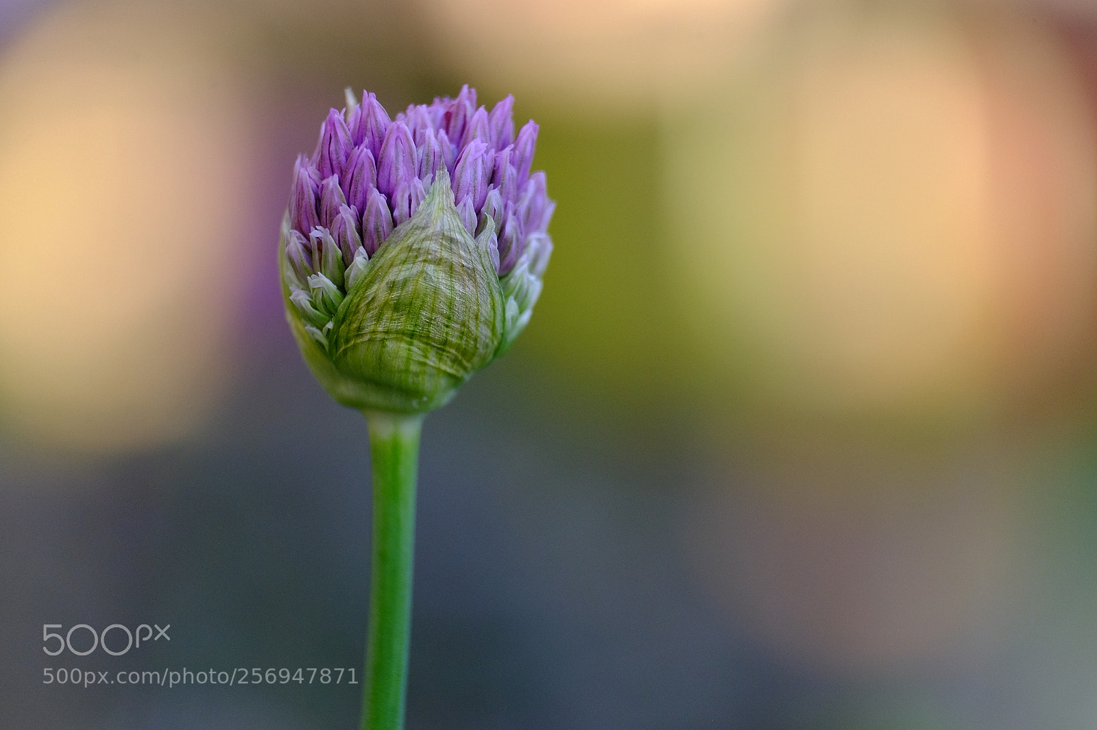 Fujifilm X-E2 sample photo. 563 photography