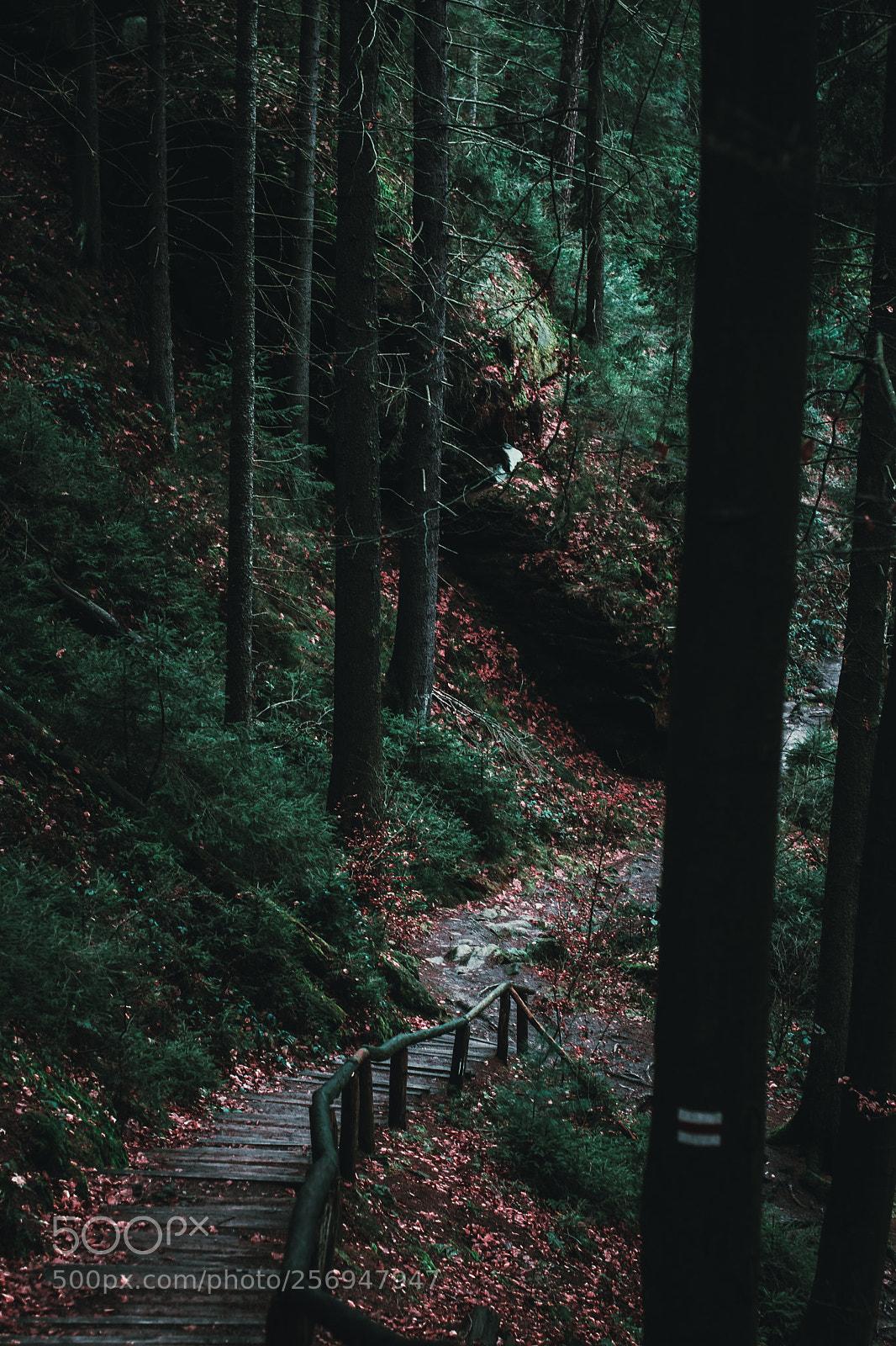 Nikon D3300 sample photo. Wald photography