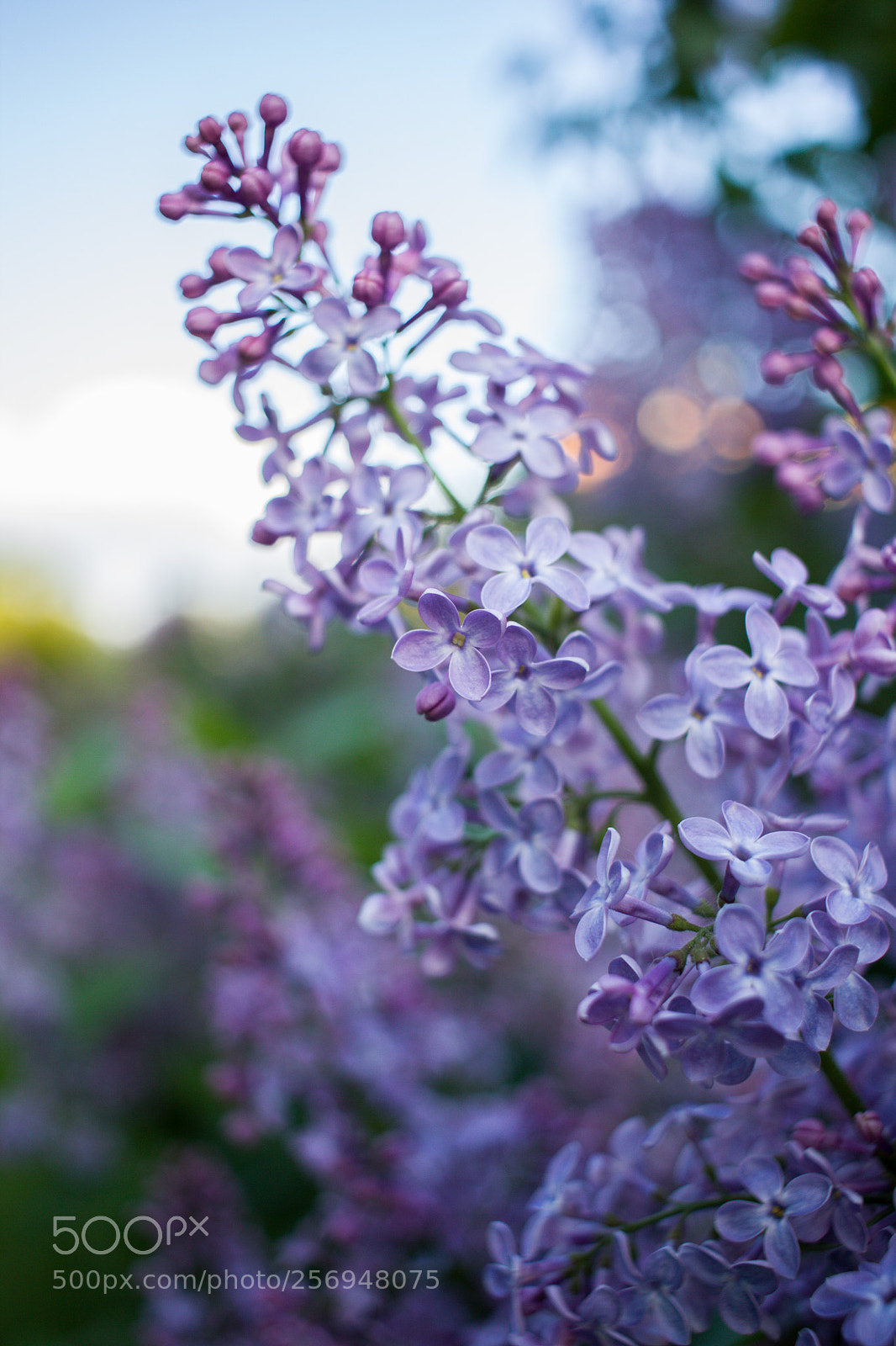 Canon EOS 550D (EOS Rebel T2i / EOS Kiss X4) sample photo. Beautiful lilac photography
