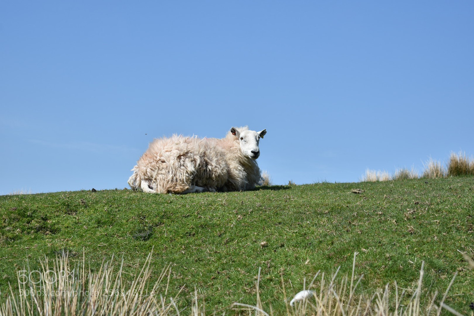 Nikon D3400 sample photo. Sheep  photography