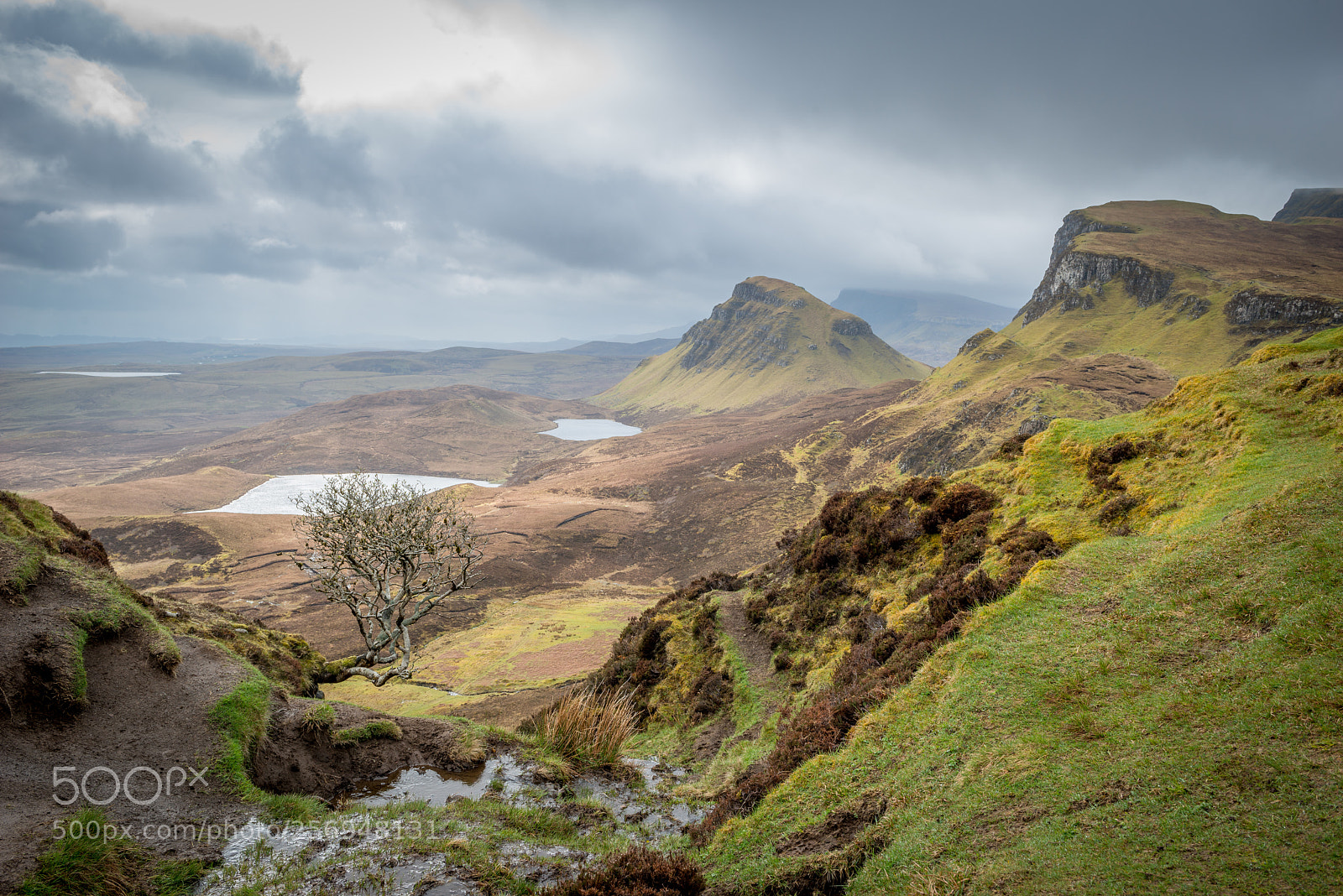 Nikon D800 sample photo. Quiraing tree photography