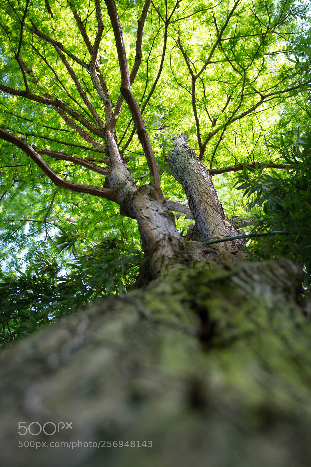Nikon D7100 sample photo. Spring tree photography