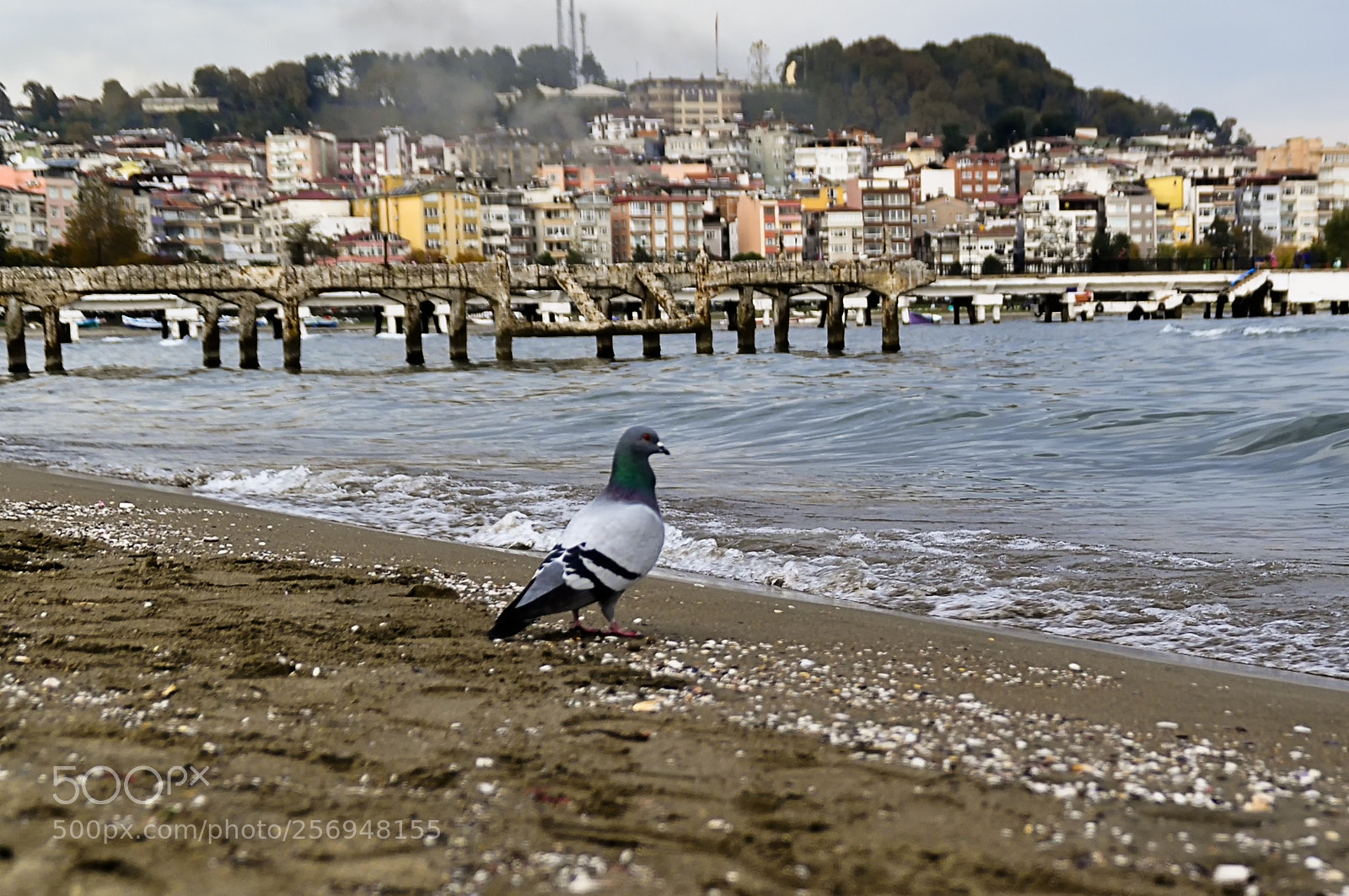 Nikon D5000 sample photo. Dove photography