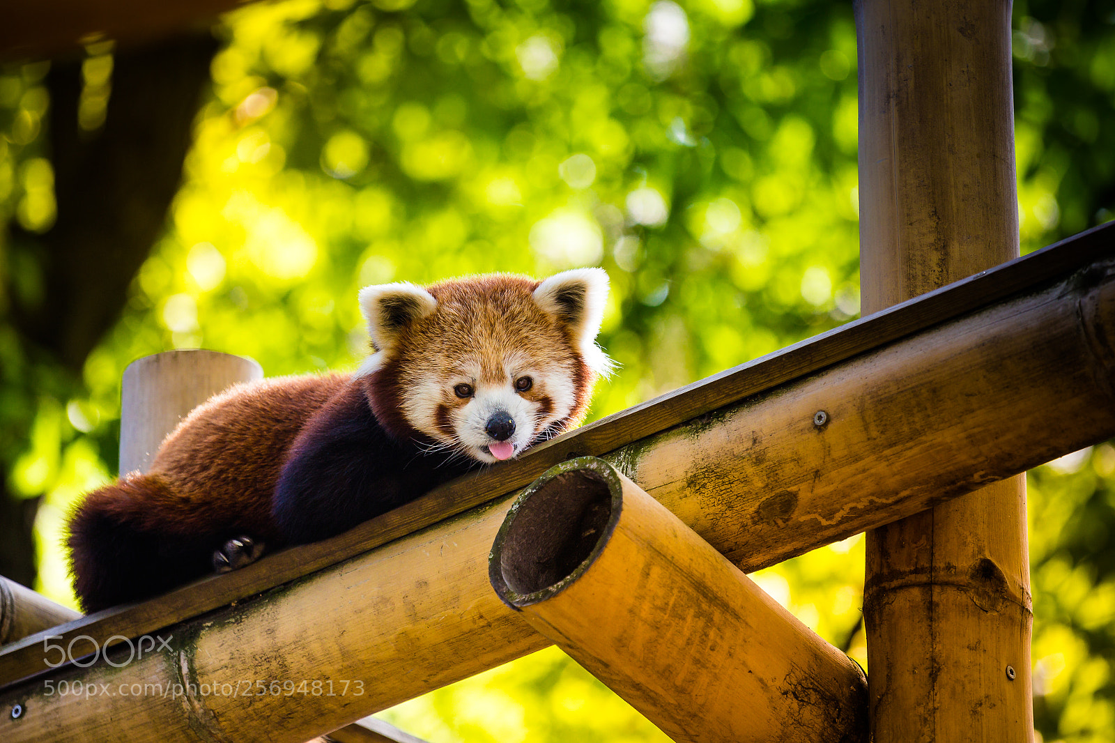Canon EOS 6D sample photo. Red panda photography