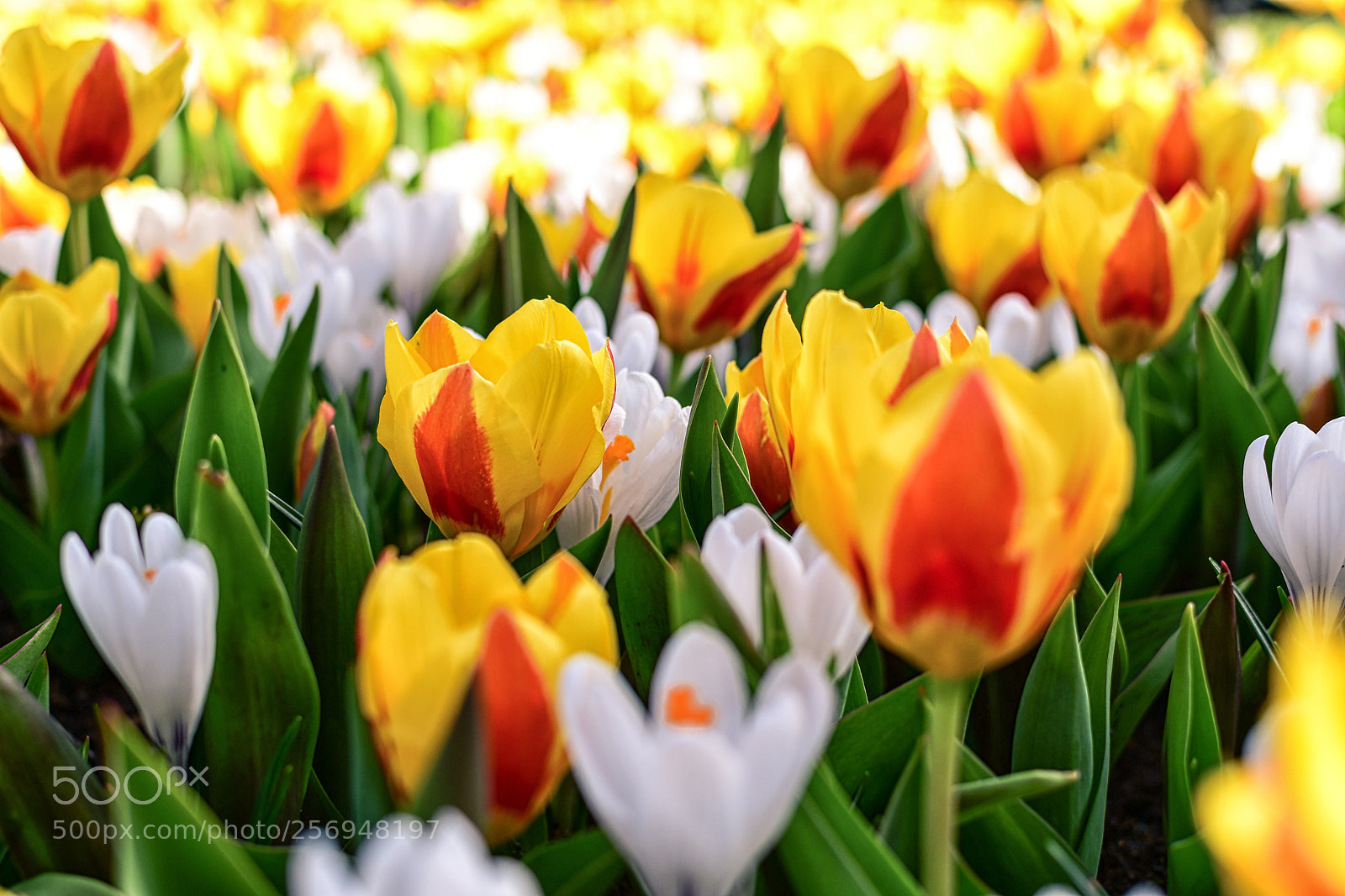 Nikon D500 sample photo. Blumenfeld photography