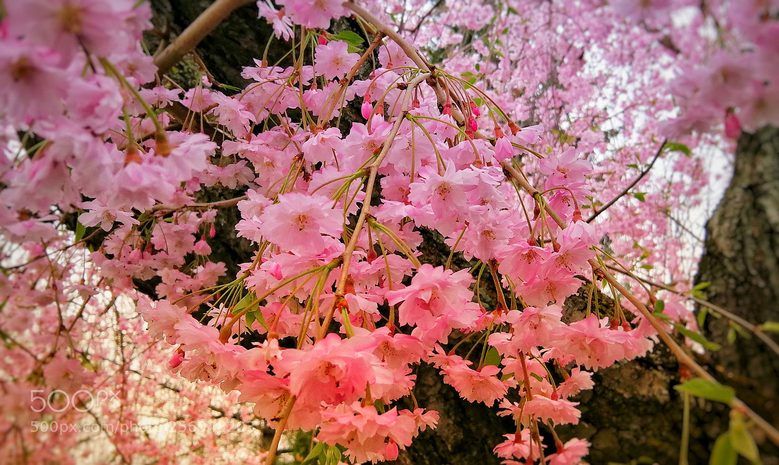 HUAWEI Mate 9 sample photo. Untitled photography