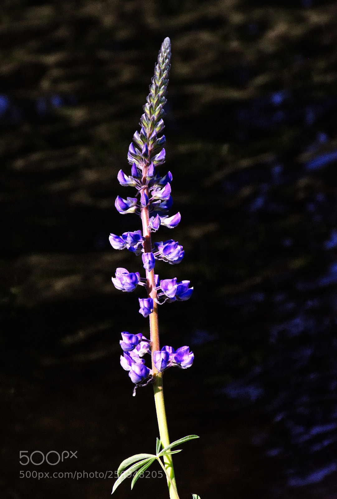 Nikon D7200 sample photo. Lupine in bloom photography